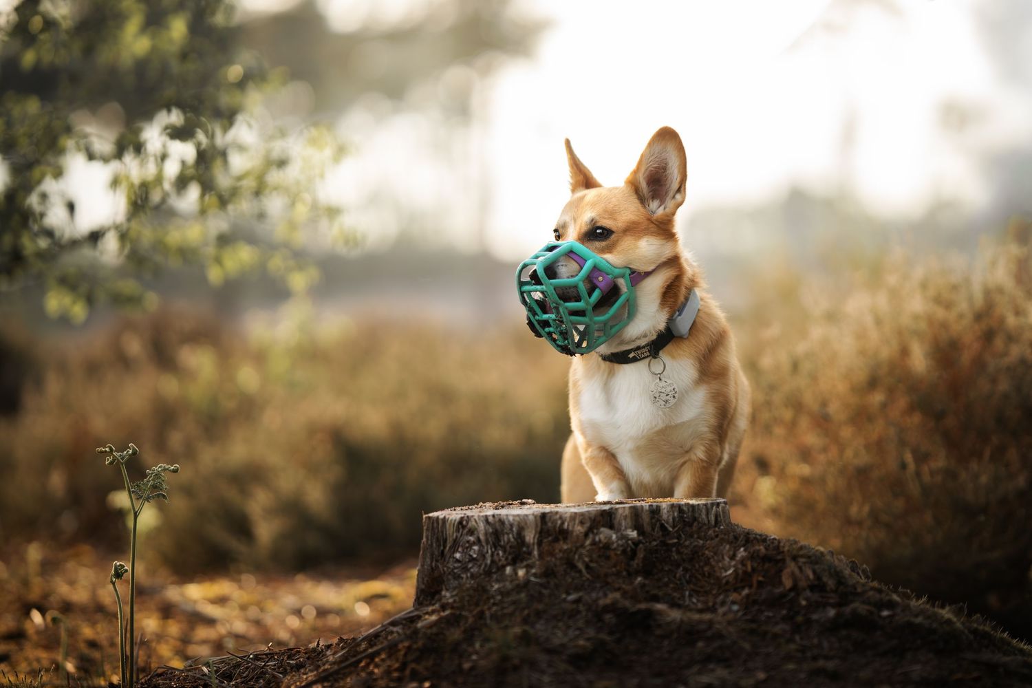 A Corgi dog wearing a green muzzle sits on a tree stump in a sunlit outdoor forest setting.