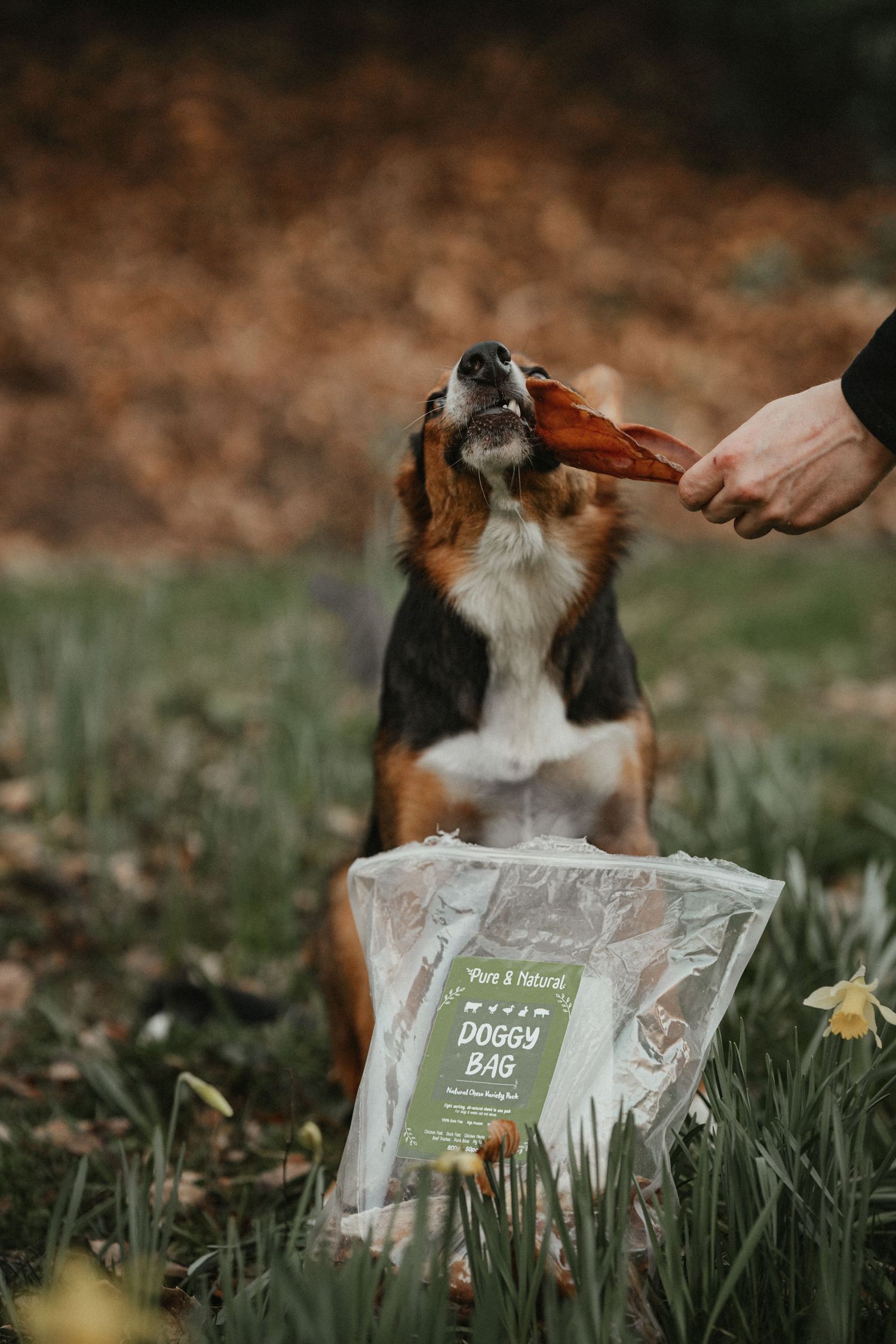 A beagle dog being fed a natural treat from a Pure and Natural Doggy Bag outdoors among spring daffodils.