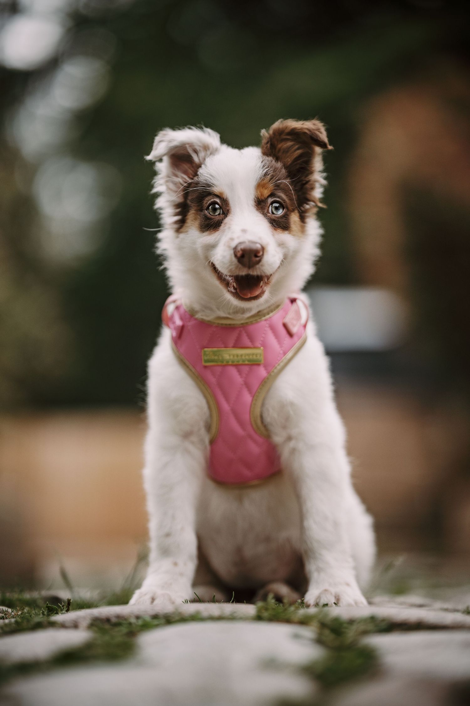 Adorable Border Collie puppy wearing a pink harness sits outdoors on grass, looking happy with mouth open.
