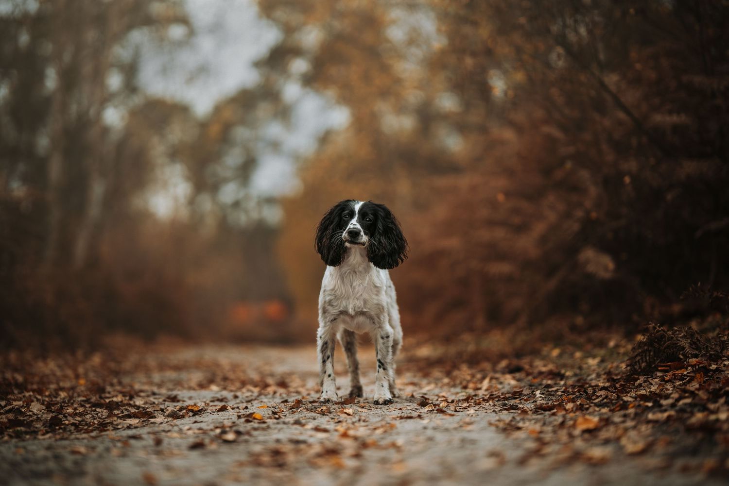 Spaniel dog walking through autumn forest path covered in fallen leaves.