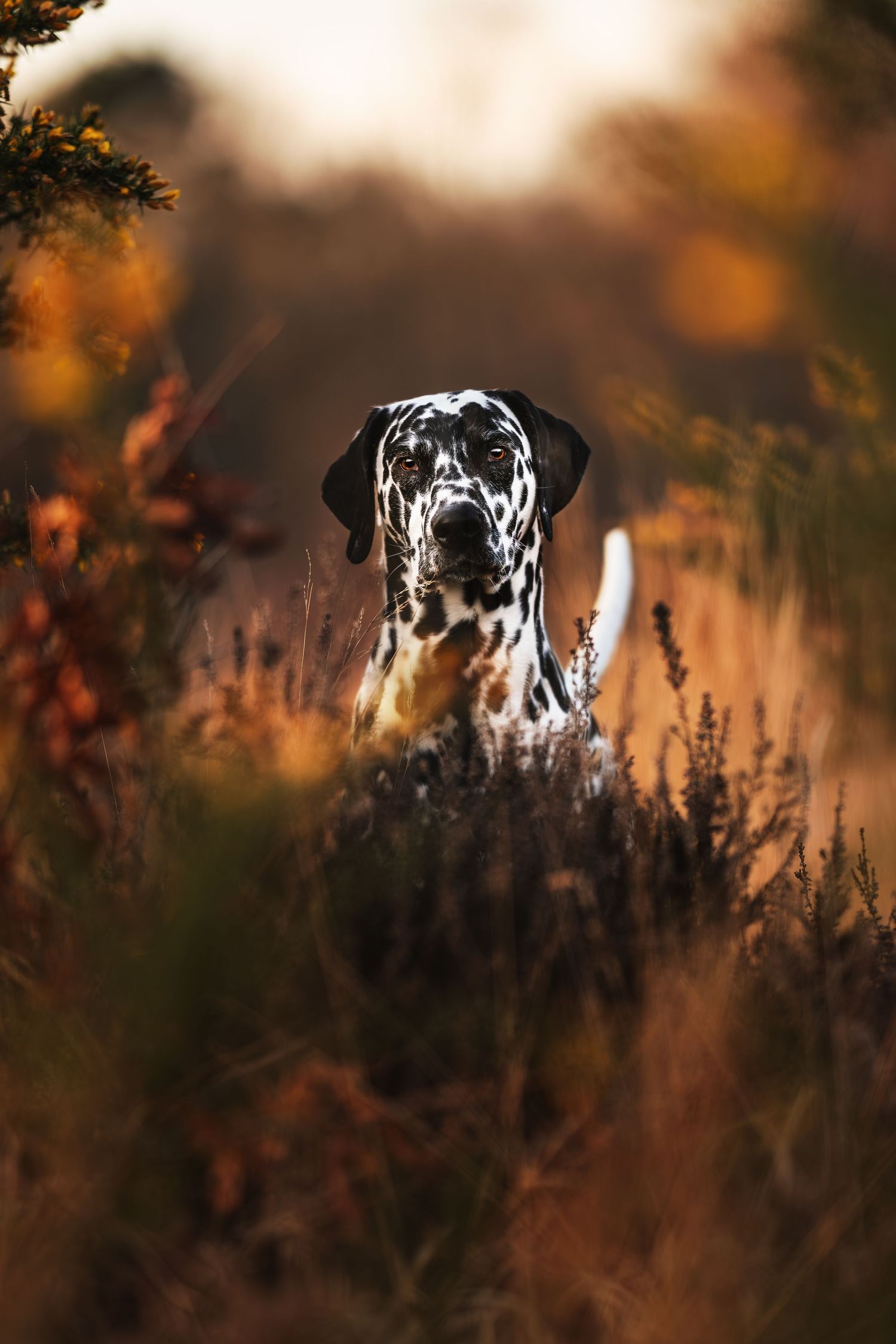 Dalmatian dog with spotted coat peering through autumn foliage at sunset.