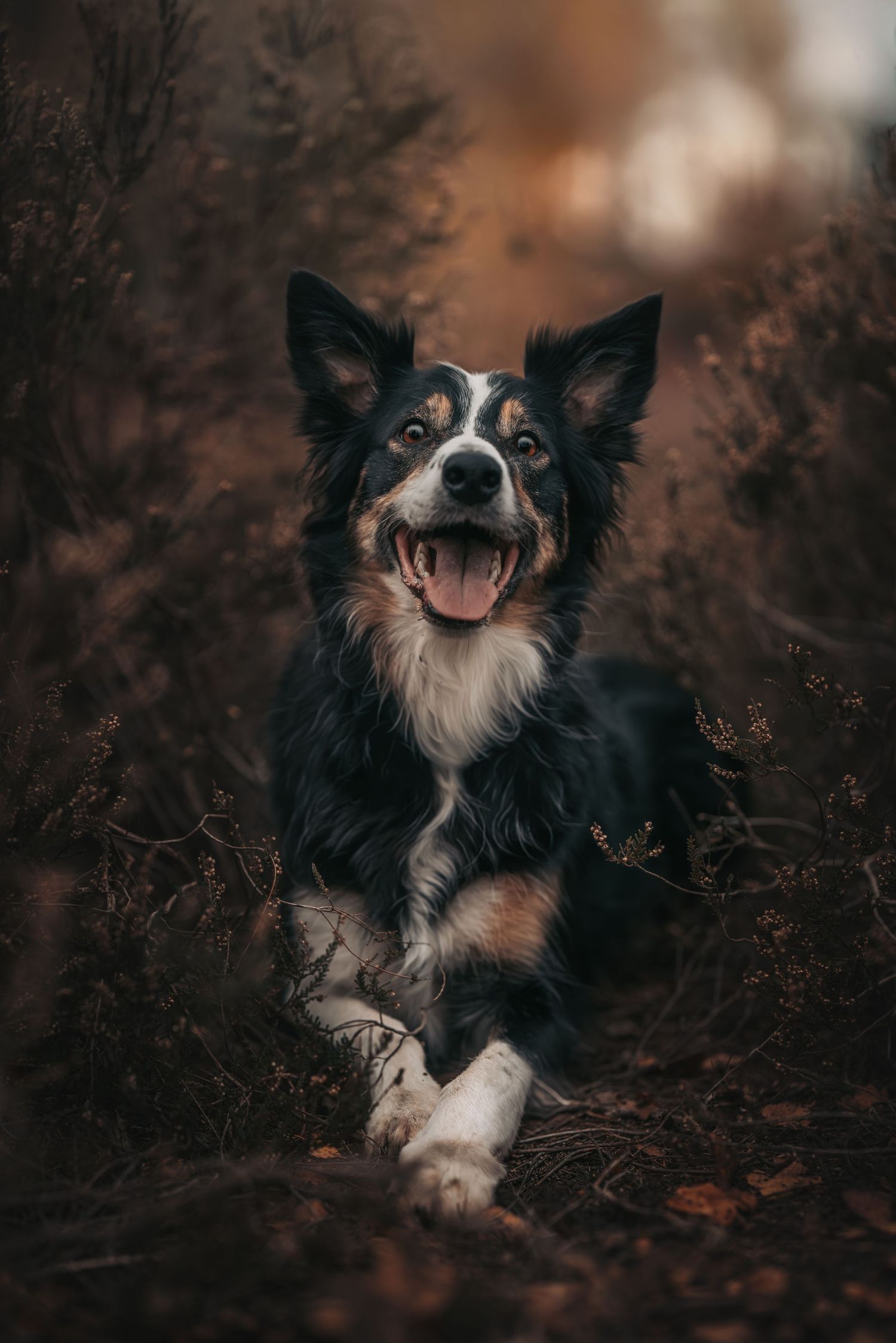 A happy Border Collie dog lying in autumn foliage, mouth open and tongue out, surrounded by brown dried plants.