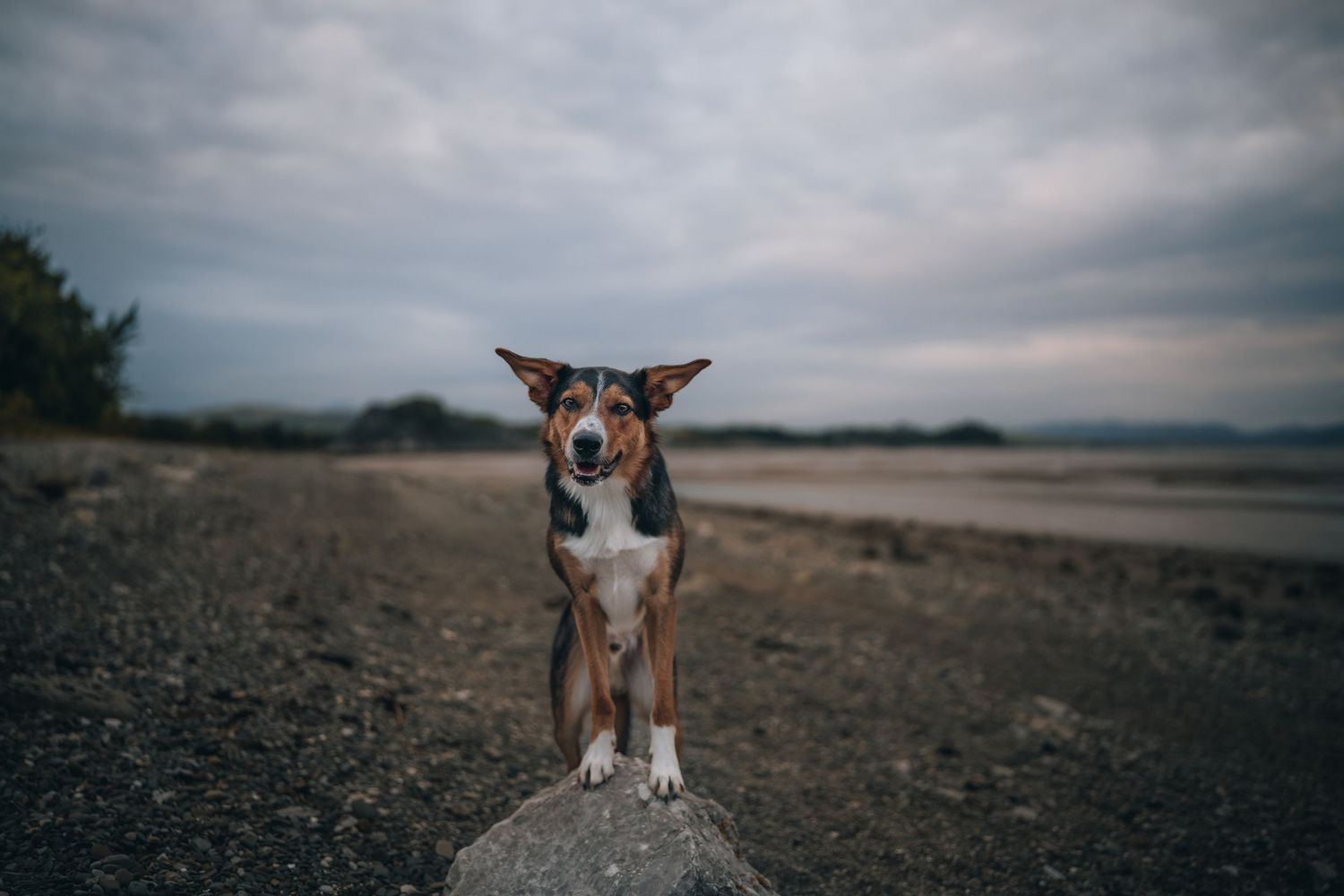 A brown and white dog stands on a rock at a moody, overcast beach with dark skies and calm water in the background.