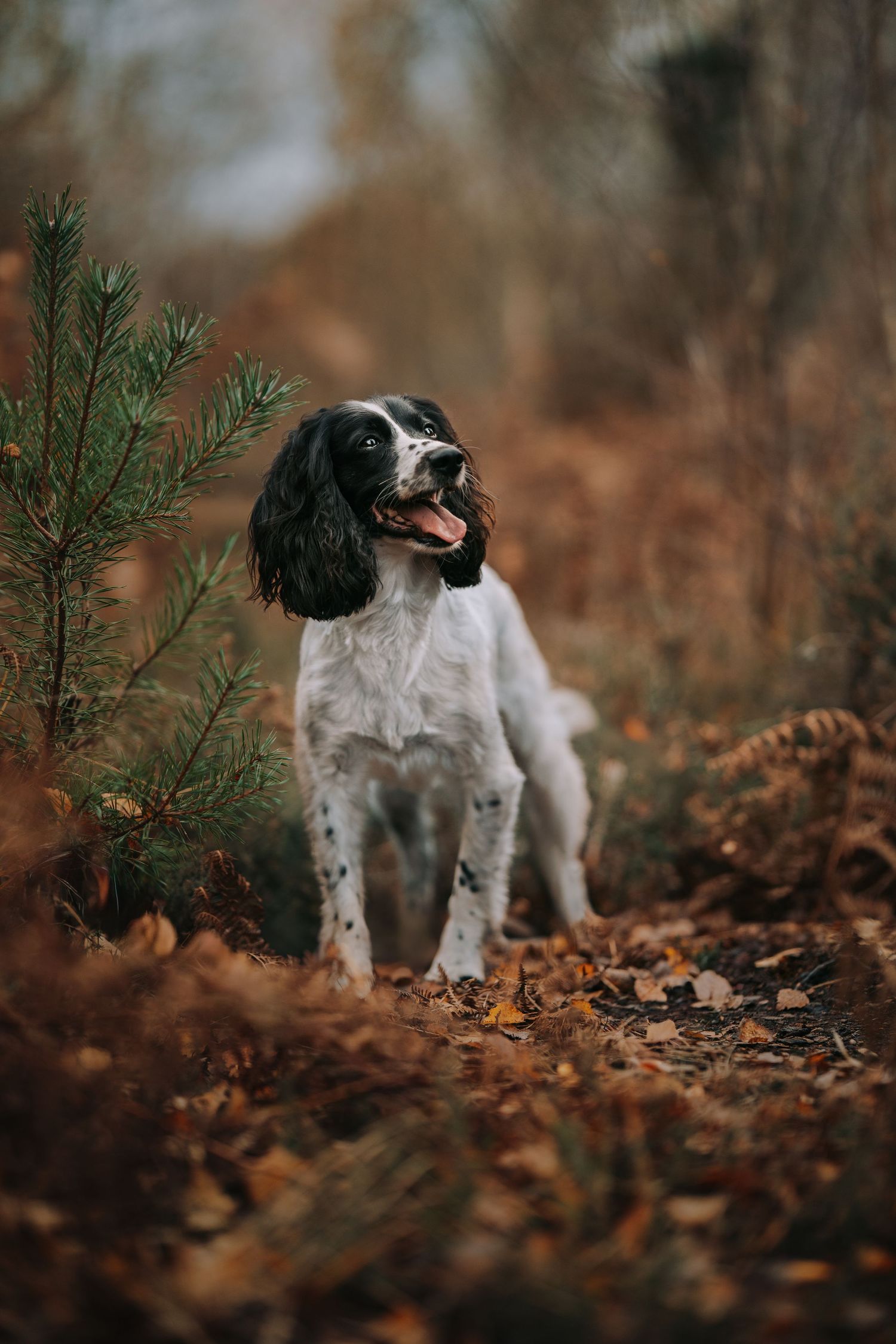 English Springer Spaniel puppy playing among fallen autumn leaves in forest.