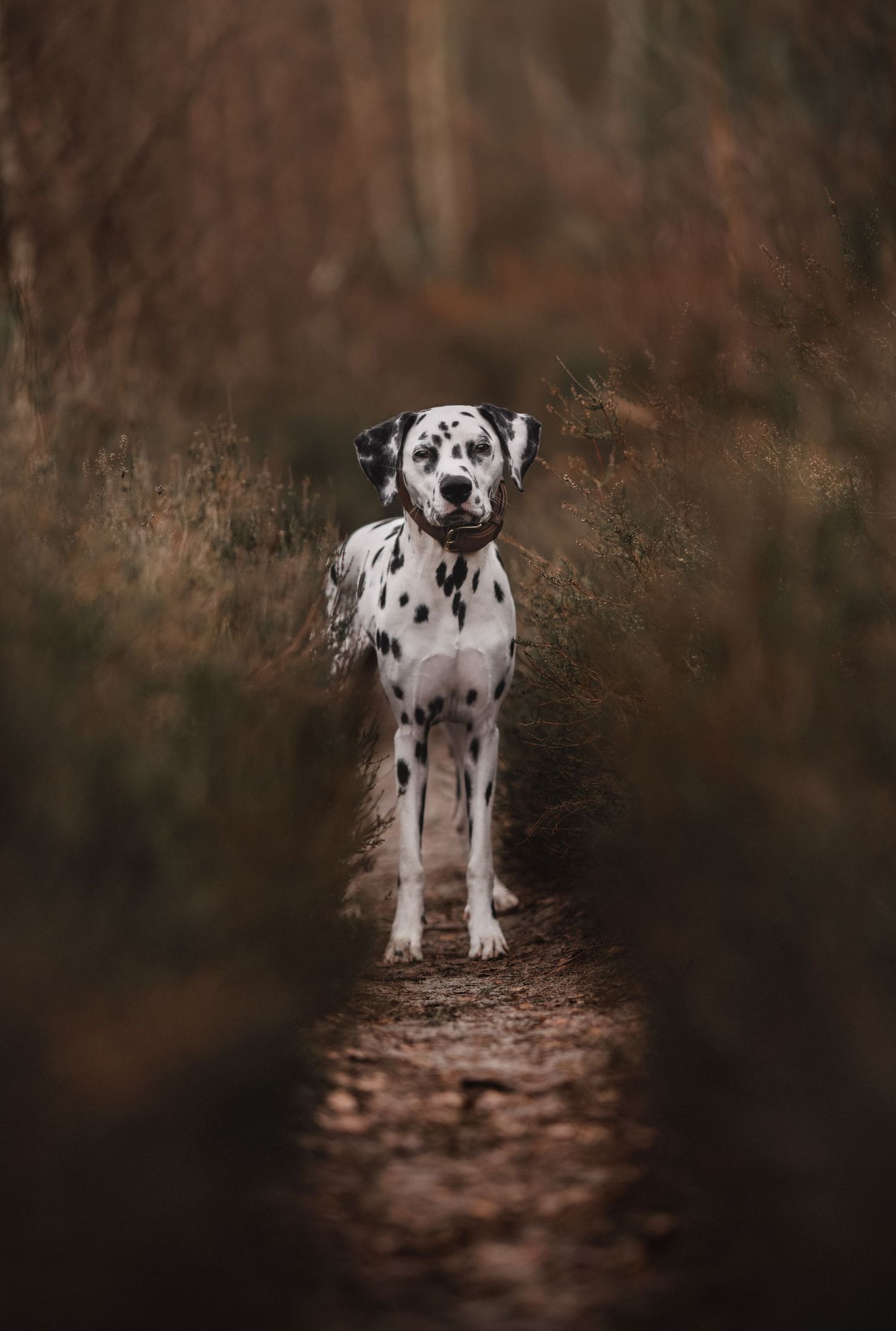 A dalmatian puppy poses on a forest path covered with autumn leaves.
