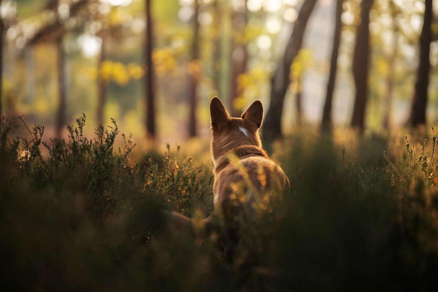 A Corgi dog seen from behind exploring lush green forest undergrowth in warm golden sunlight.