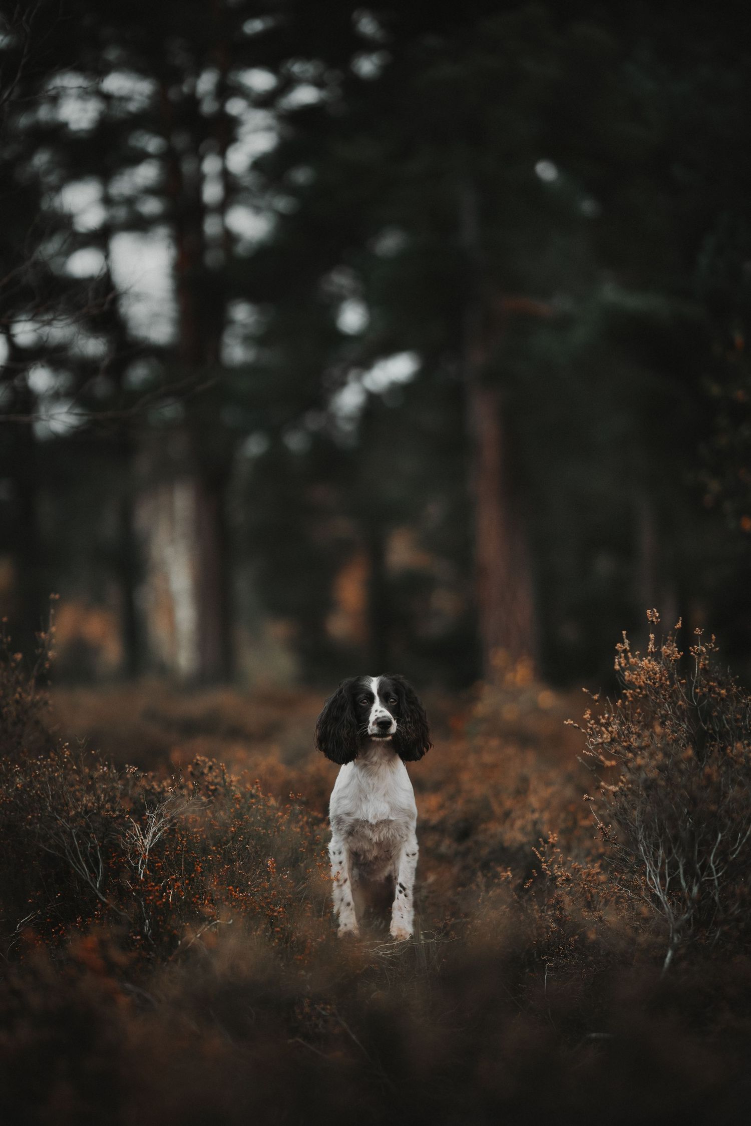 A black and white spaniel stands in dark underbrush during golden hour.