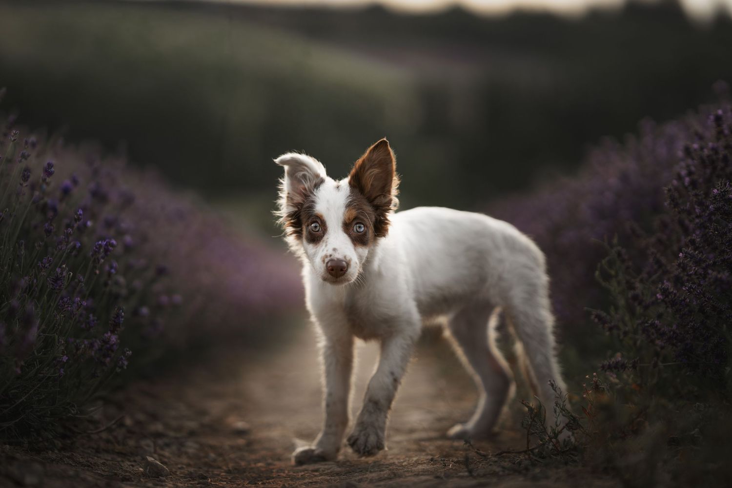 A white and brown Border Collie puppy stands on a dirt path between rows of purple lavender flowers.