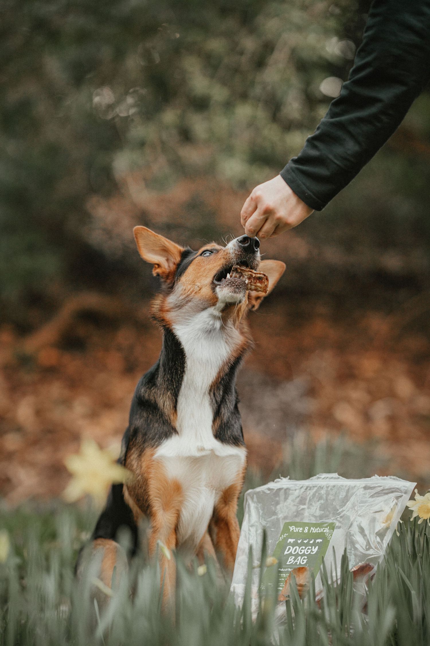 A tricolor dog receives a treat from a human hand outdoors near daffodils and a Doggy Bag package.
