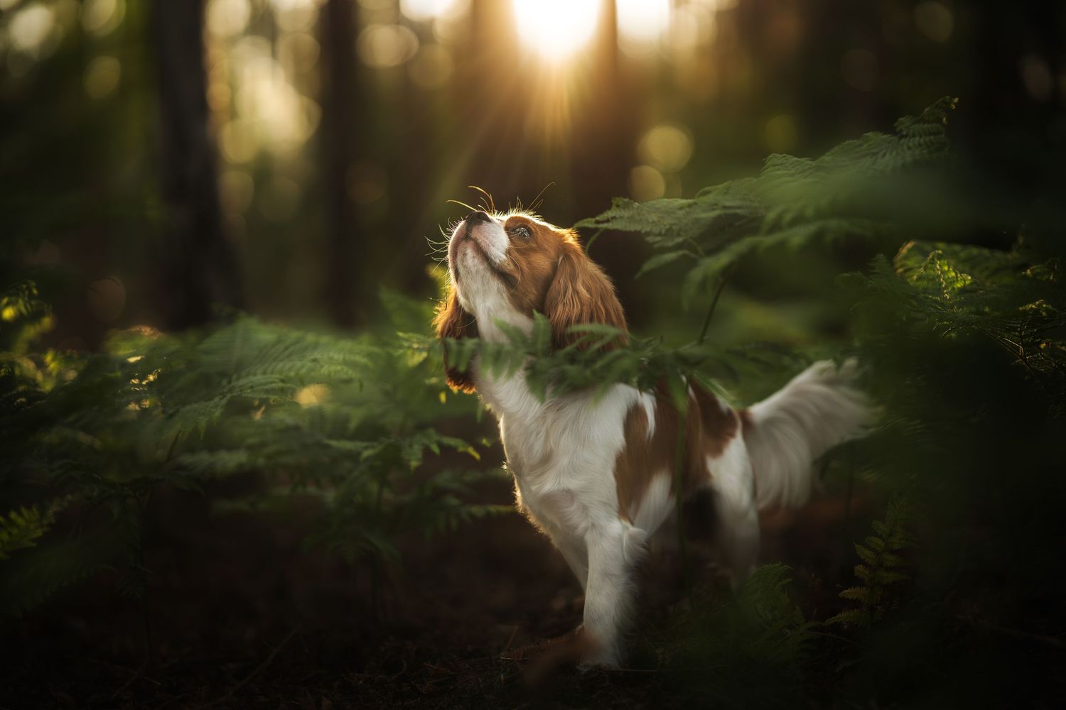 Cavalier King Charles Spaniel dog standing among ferns in a sunlit forest at golden hour.
