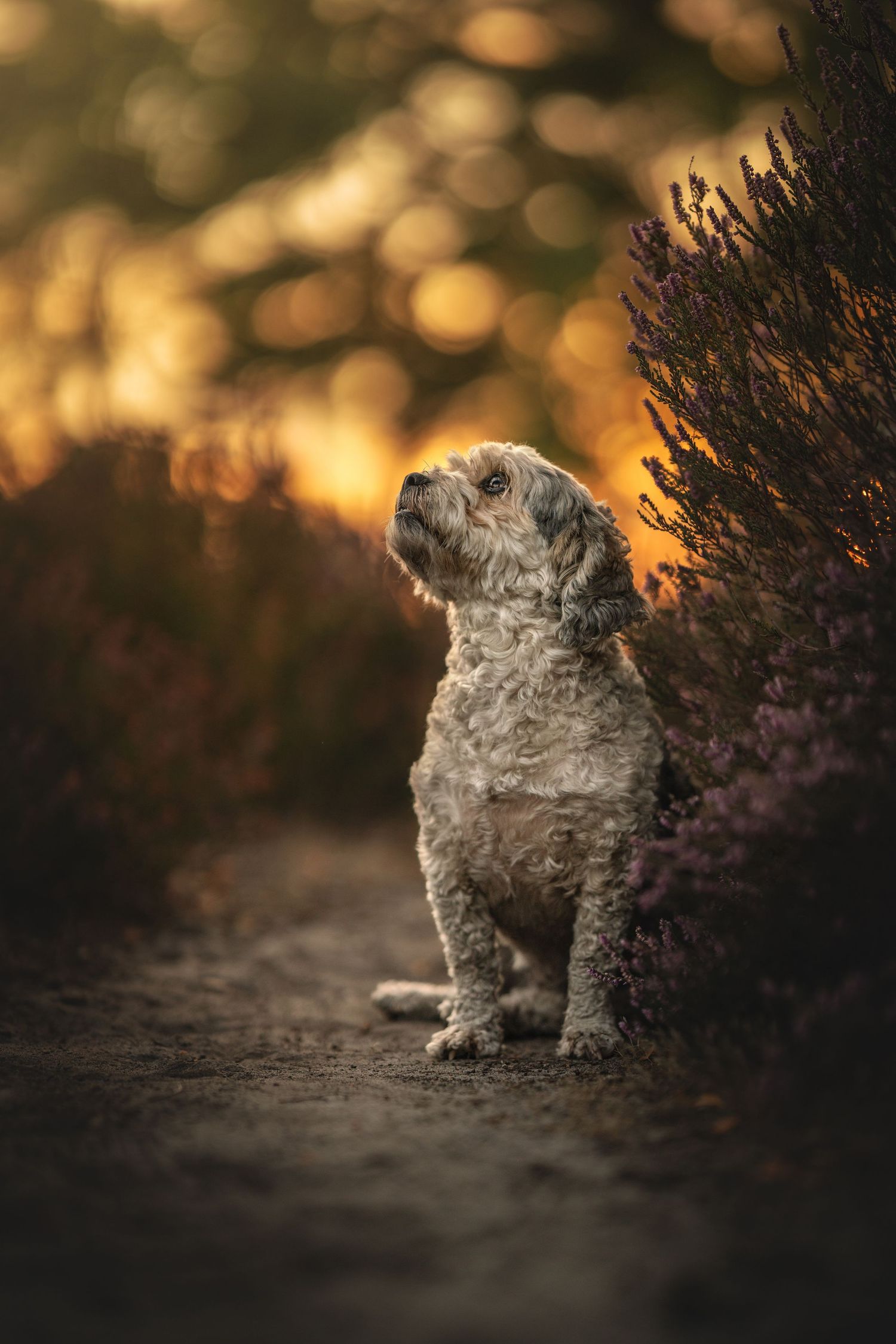 A gray dog sits on a path next to purple heather flowers during golden hour sunset with bokeh background.