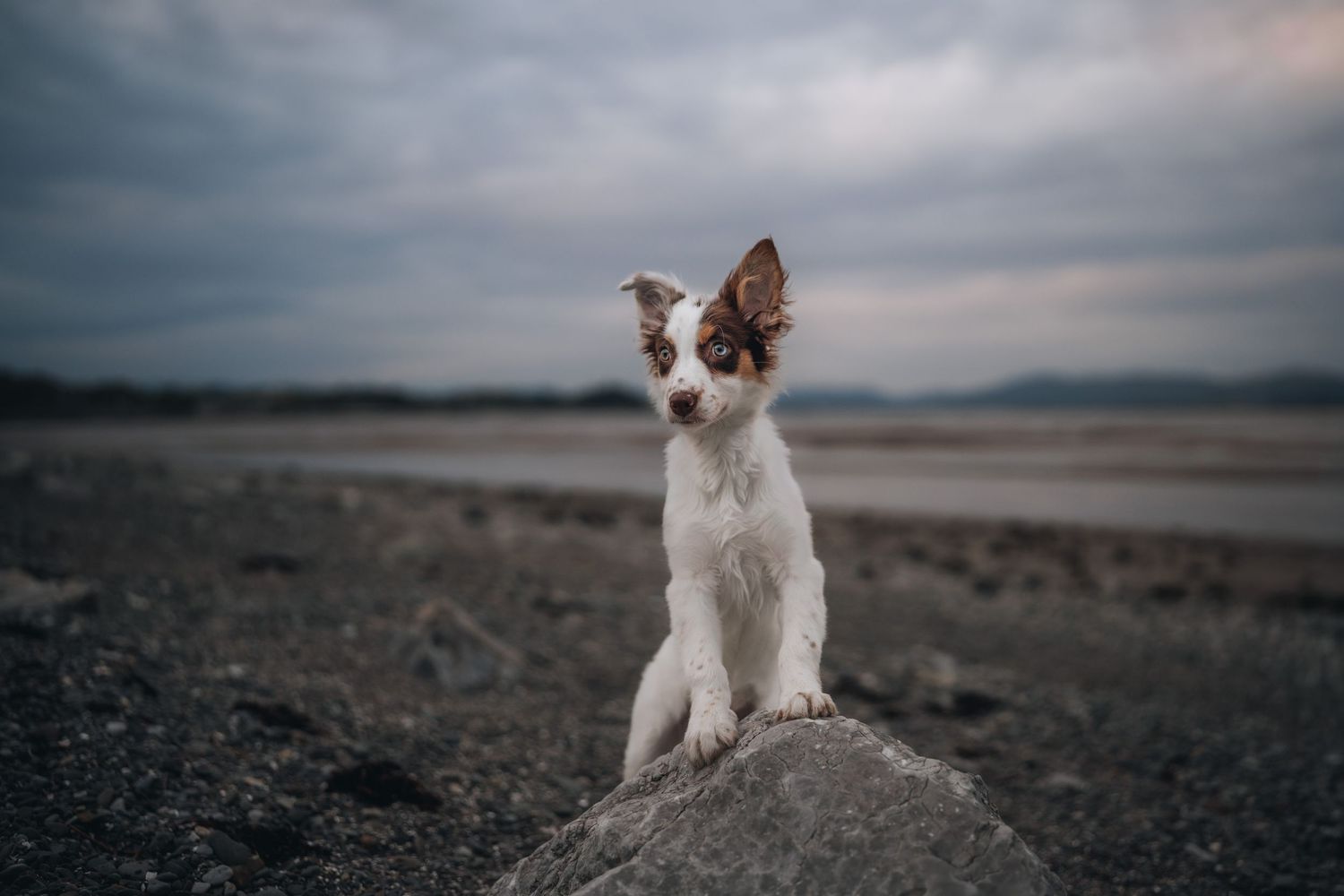 A white and brown Border Collie puppy sits on a rock against a dramatic cloudy sky near a barren landscape.
