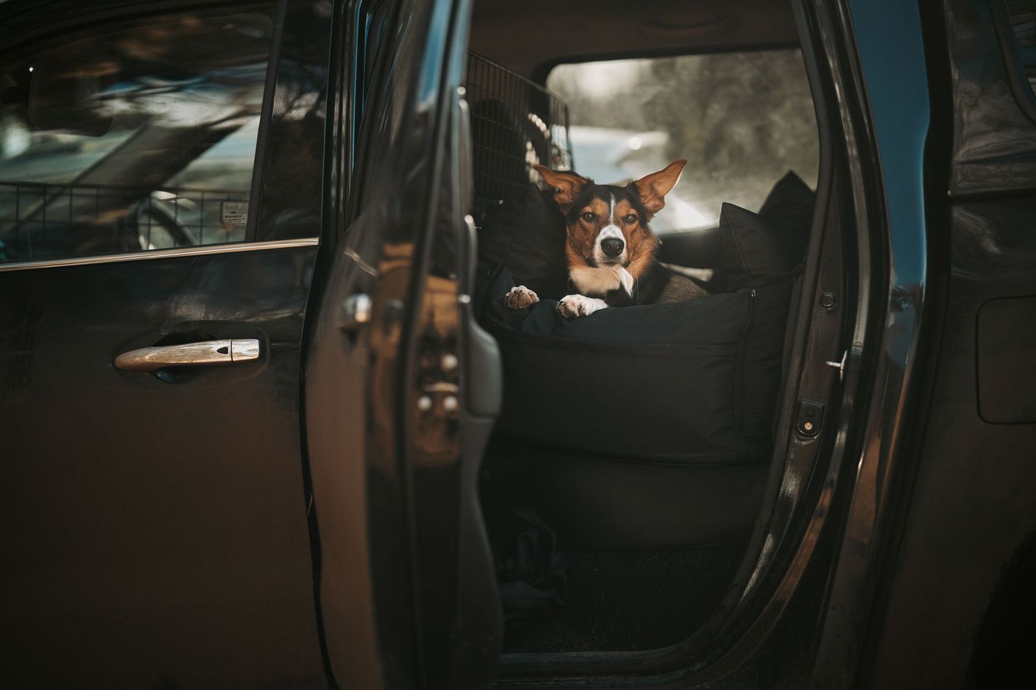 A curious dog sits in the back seat of a car, peering out through the open door.