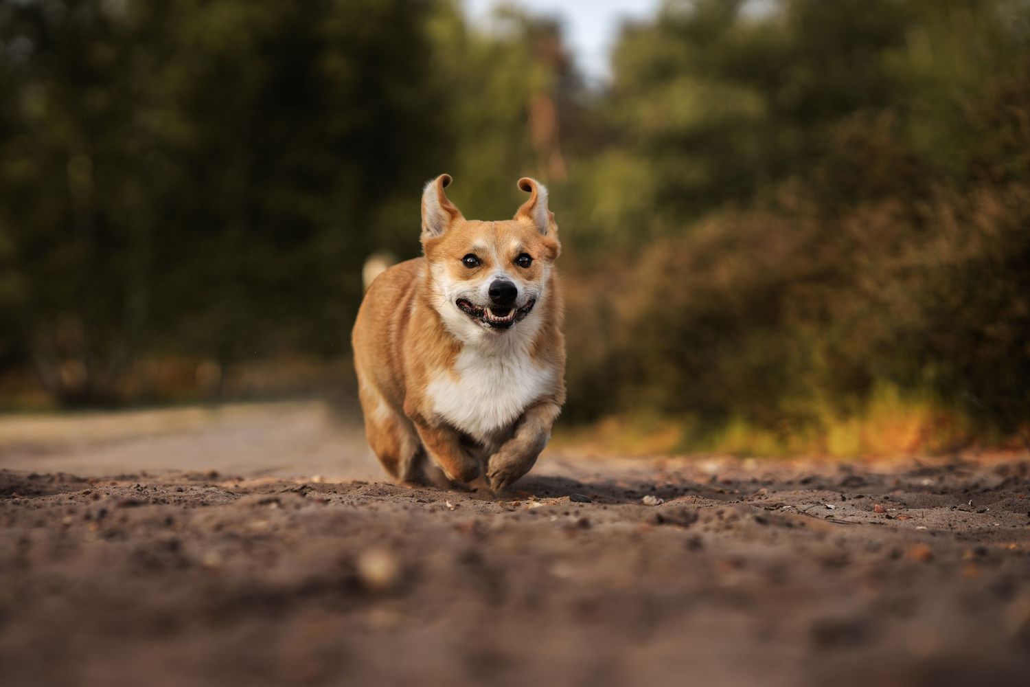 A happy Corgi dog running toward the camera on a dirt path surrounded by lush green trees.