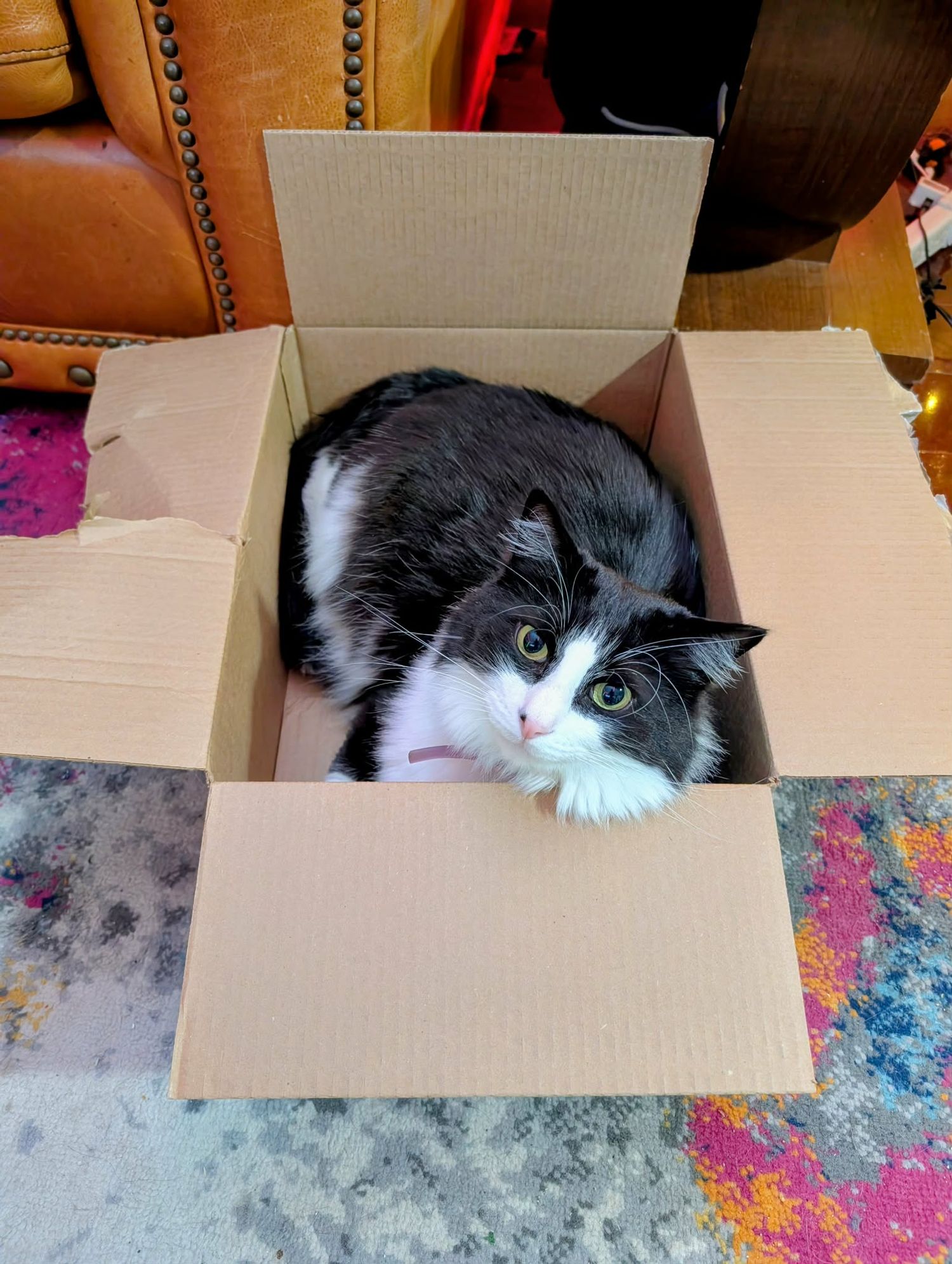A black and white cat peeks out from inside a cardboard box with a colorful patterned rug underneath.