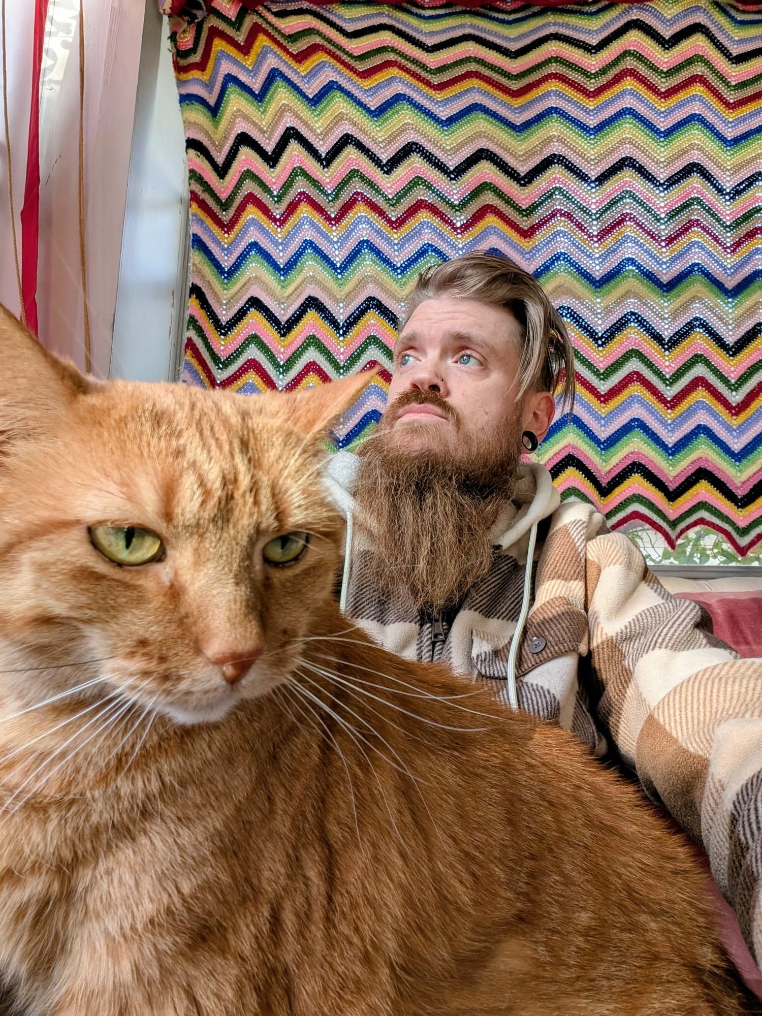 Orange tabby cat lounges on a couch with colorful chevron pattern backdrop while someone pets its head.