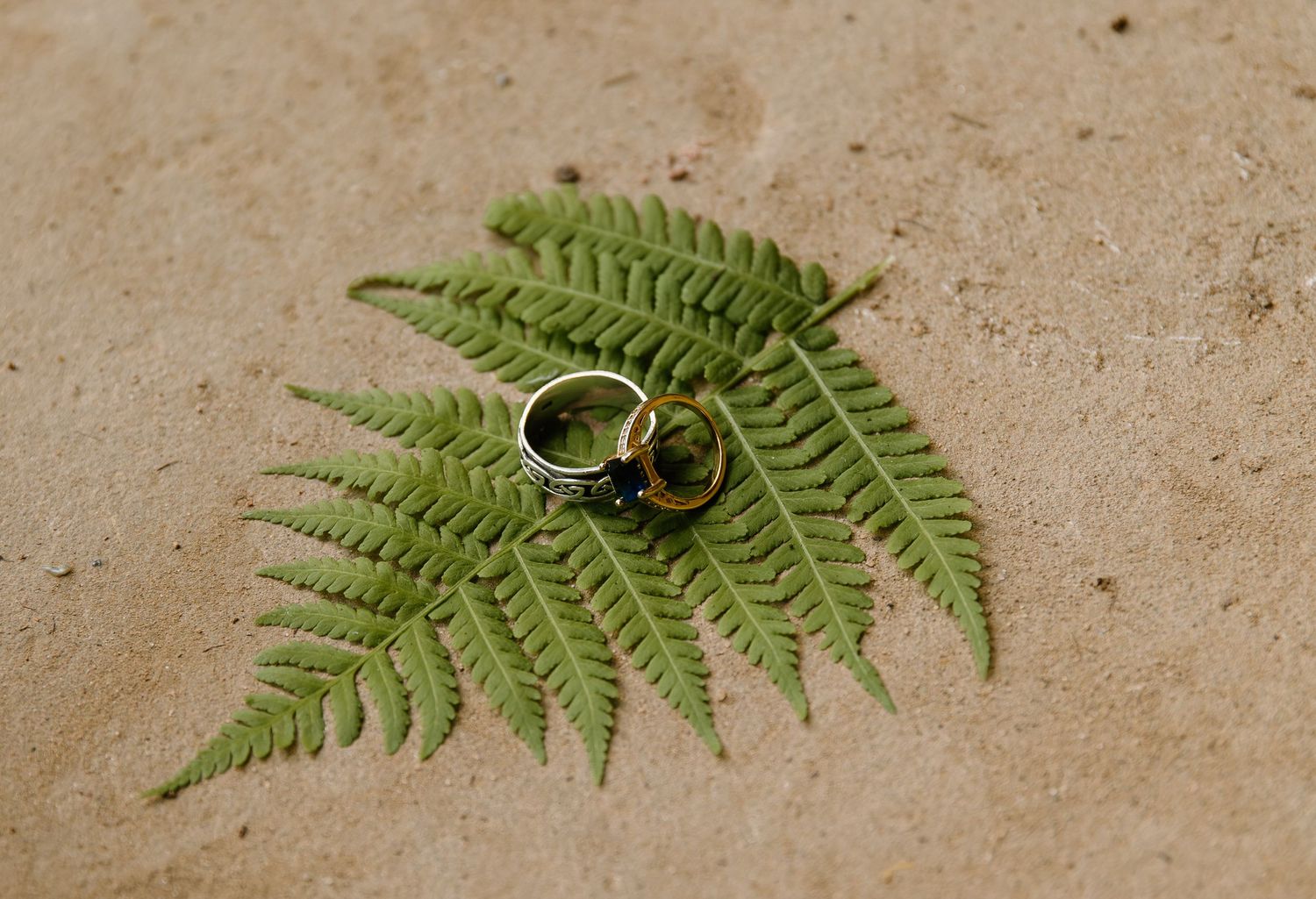 A sequence of fern leaves arranged on a beige textured surface shows progressive unfolding from tightly coiled to fully open.