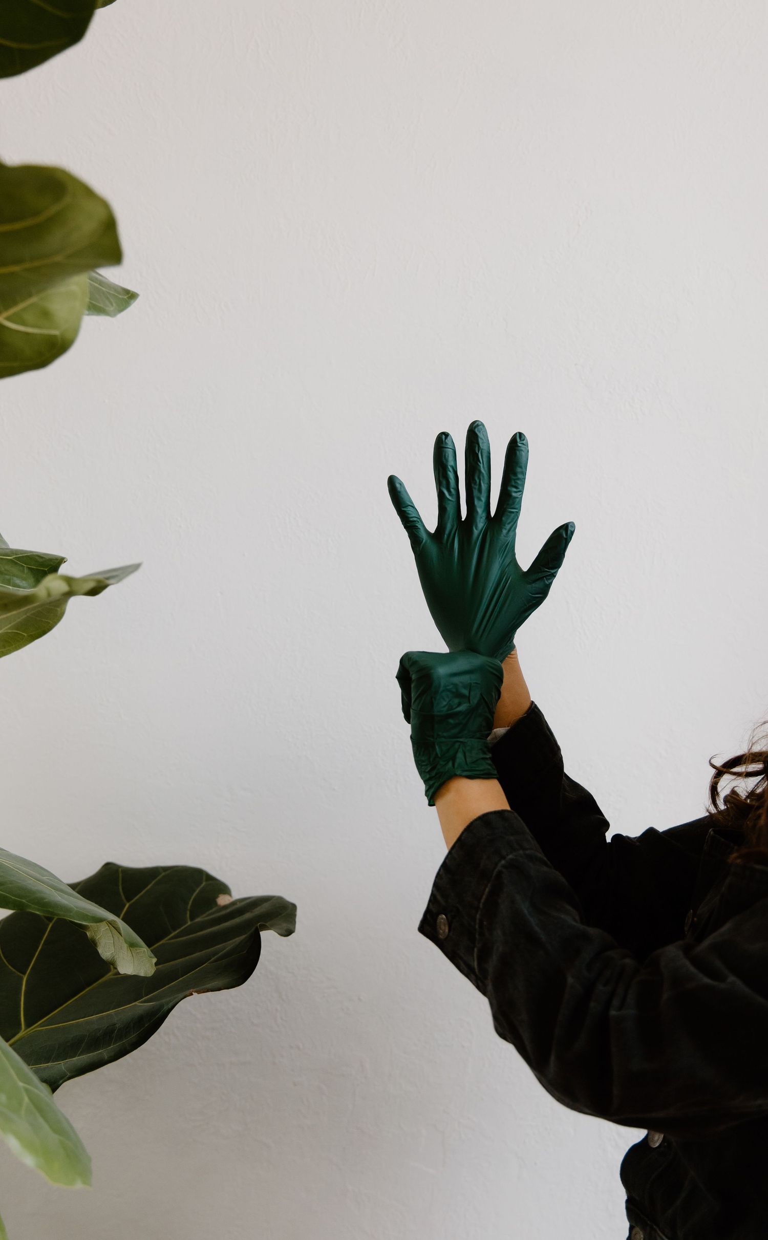 Person wearing dark jacket putting on a green leather glove beside a fiddle leaf fig plant against white wall.
