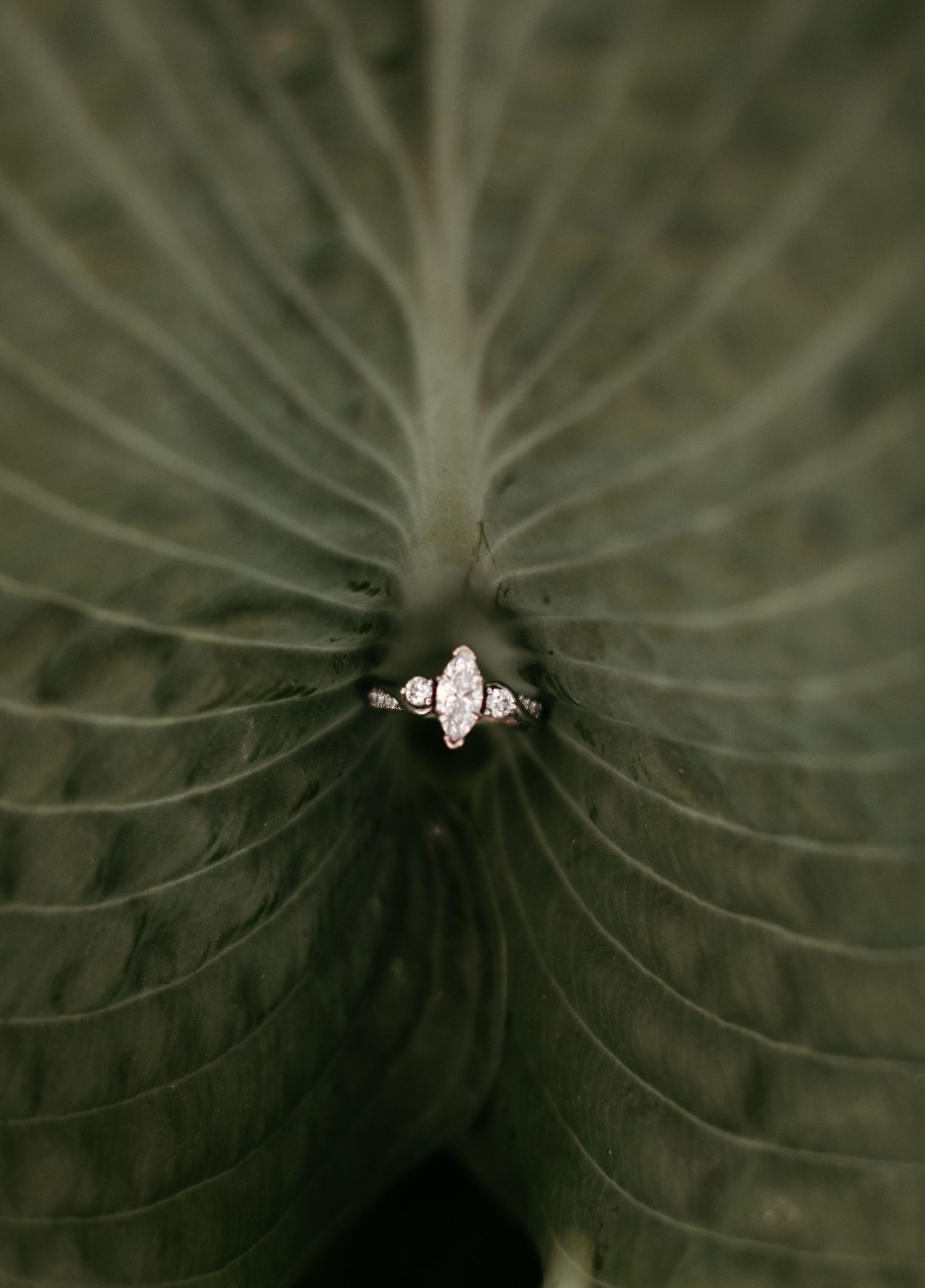 A stunning engagement ring photographed on a dark green leaf with dramatic lighting.