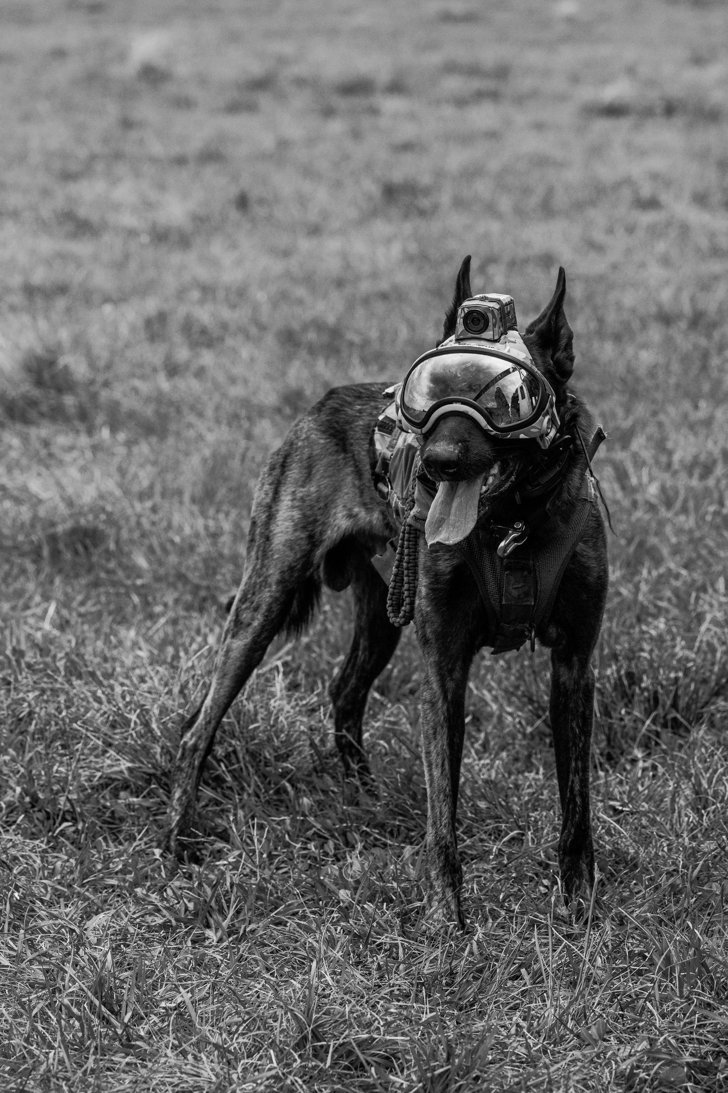 Black and white photo of military working dogs wearing tactical gear in a field.