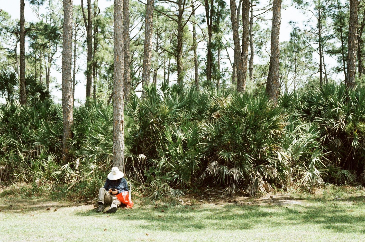Person resting against a tree in a lush Florida palm tree landscape.