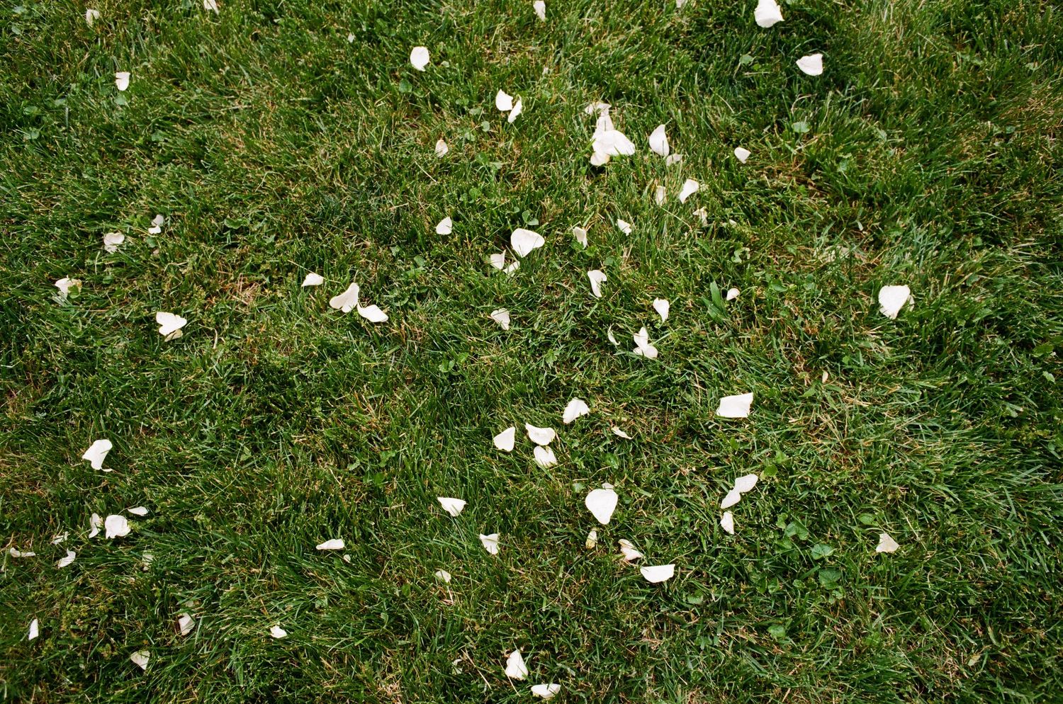 White flower petals scattered across lush green grass lawn, natural garden background with fallen blossoms.