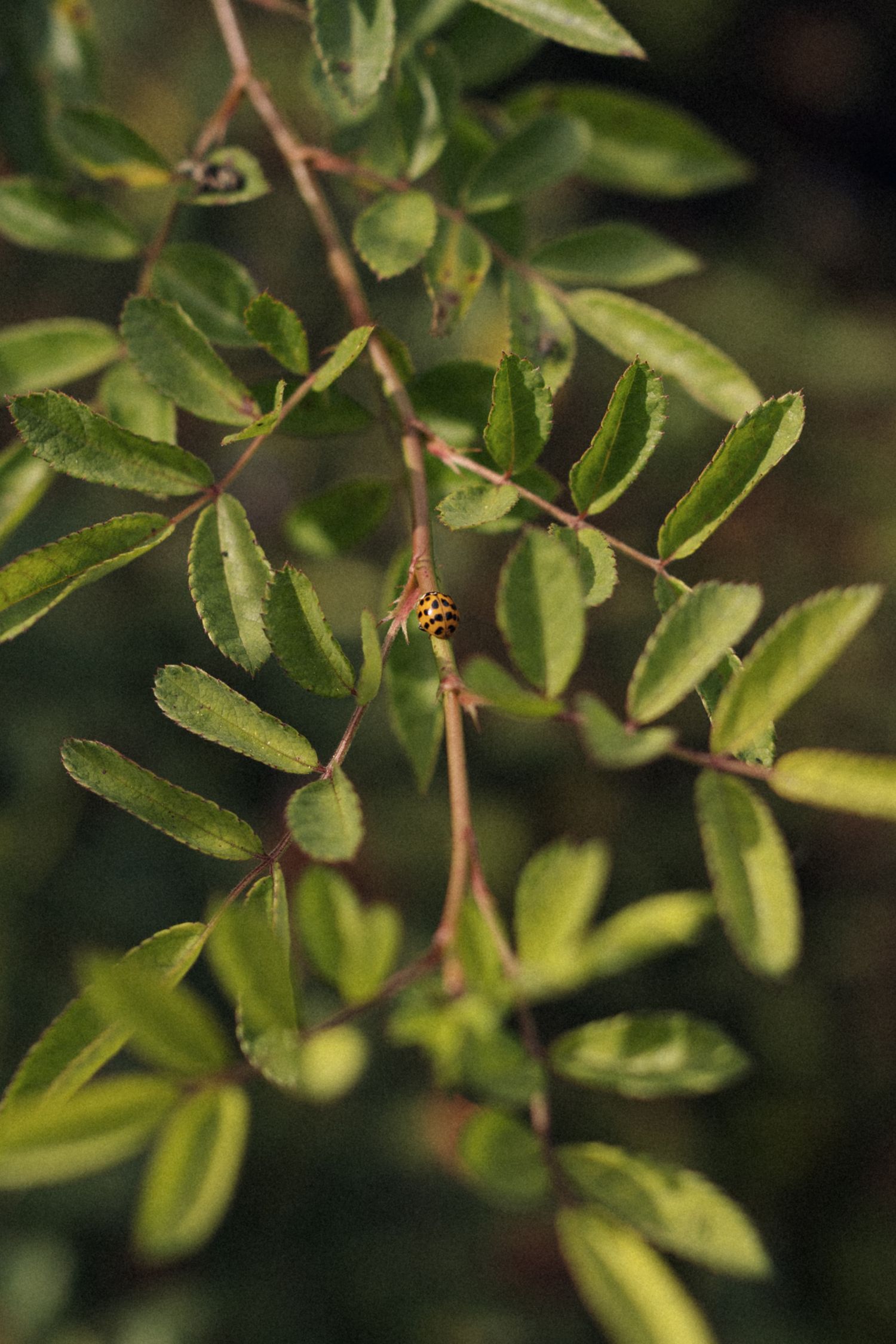 Close-up of green serrated leaves on reddish-brown stems with a small ladybug visible on a branch.