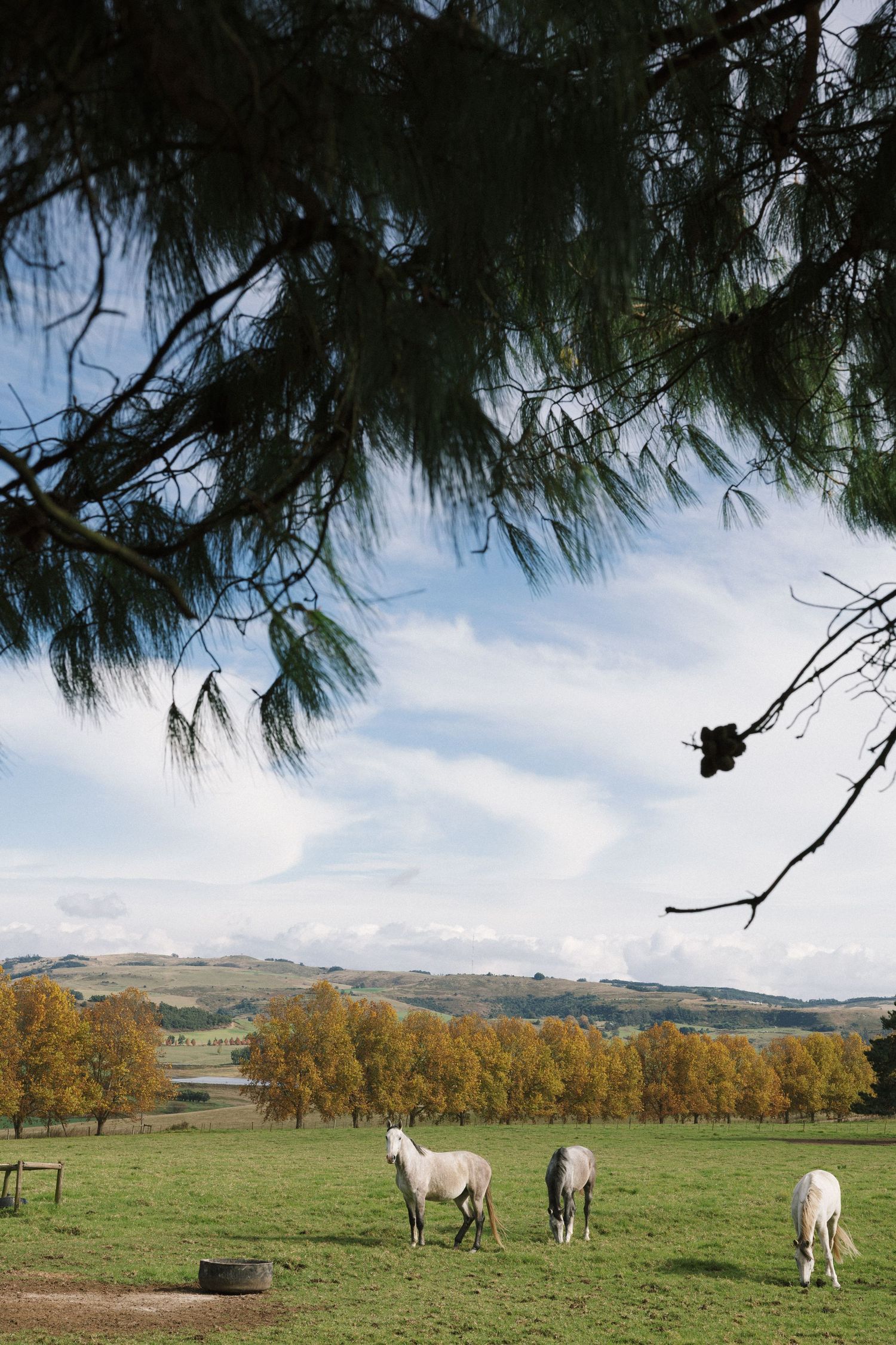 Three white horses grazing in a lush green pasture framed by pine branches with autumn trees and rolling hills beyond.