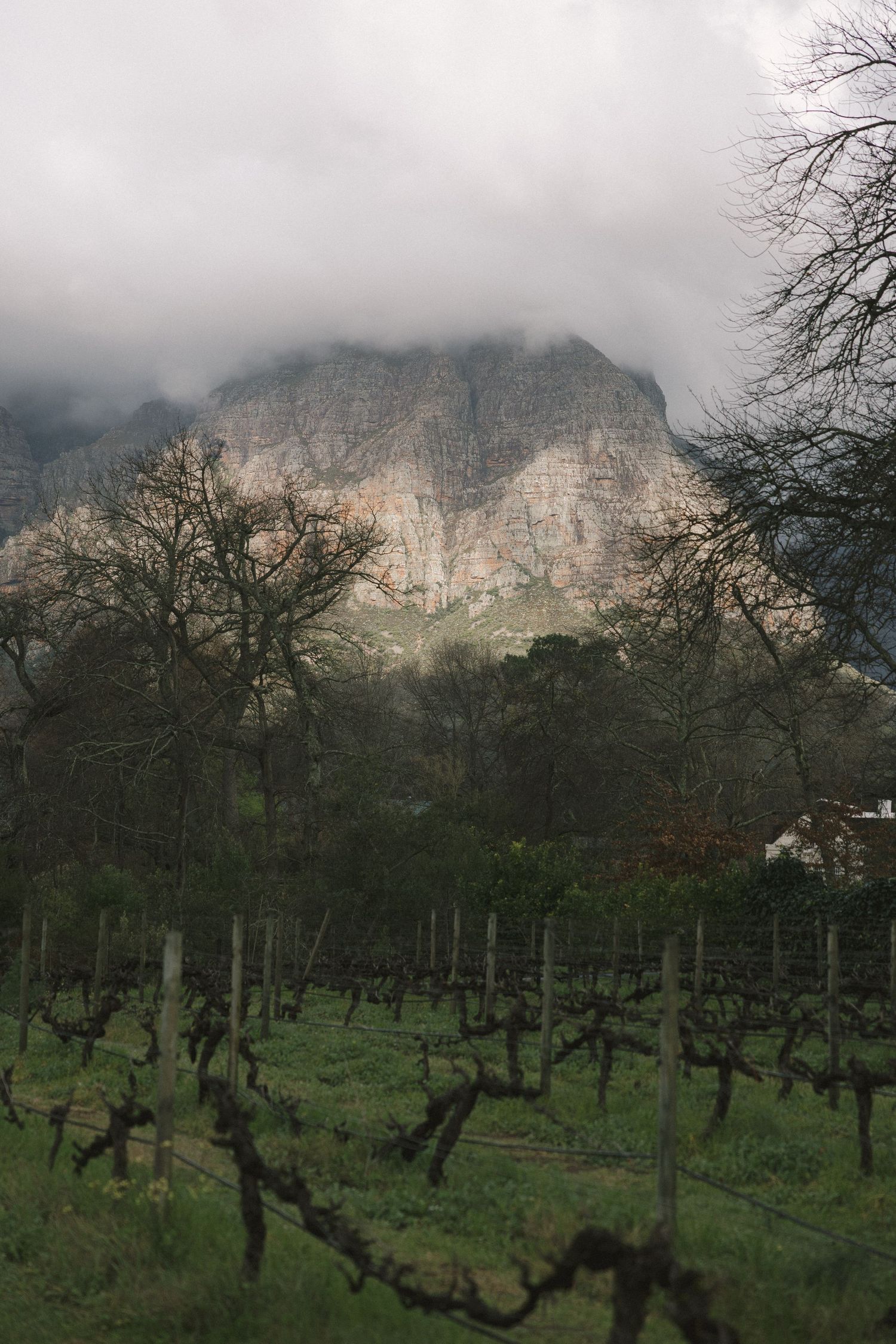 Misty mountain cliffs loom over a gnarled apple orchard with bare winter trees against a moody gray sky.