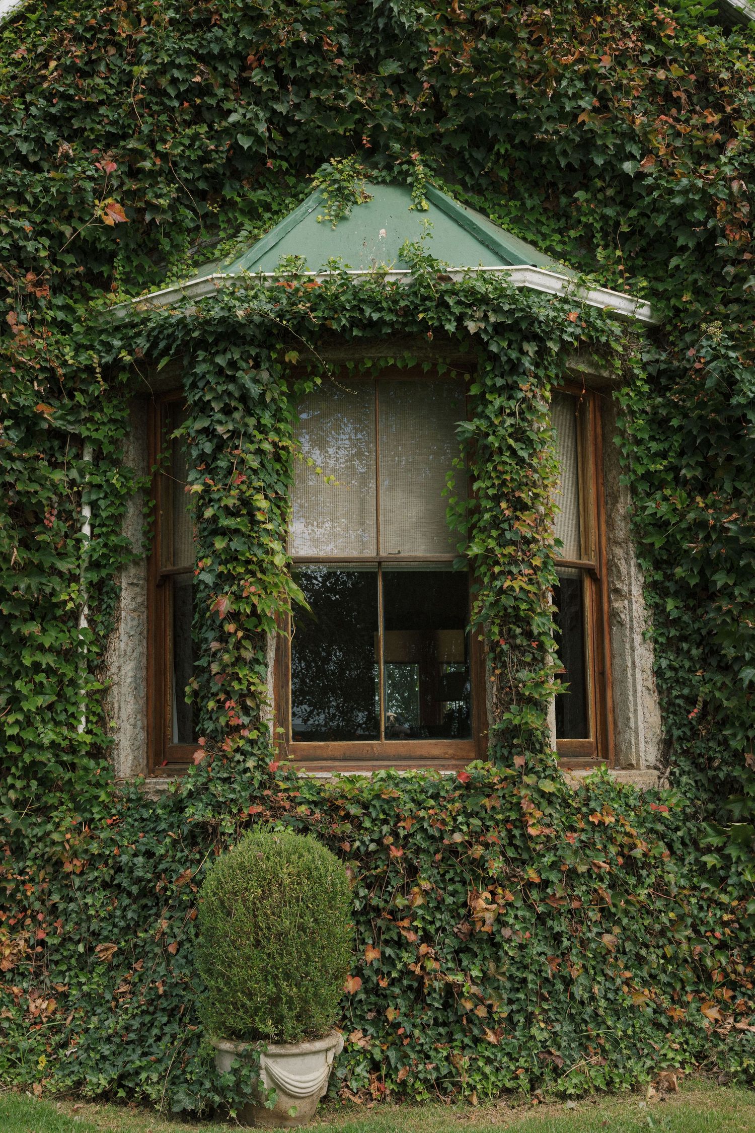 Ivy-covered building facade with a bay window featuring a green roof, wooden frames, and a potted topiary below.