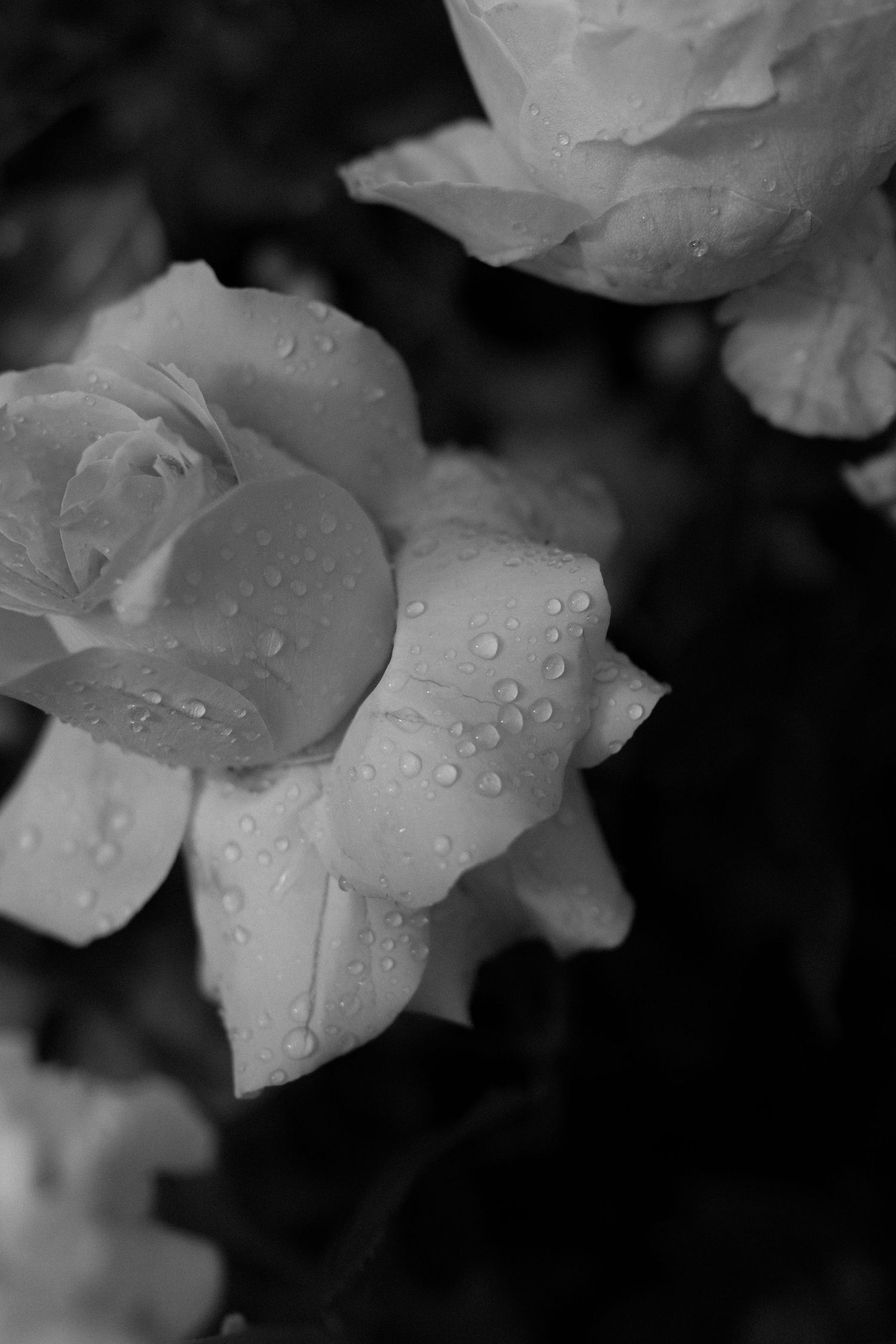 Black and white macro photograph of delicate white flower petals with water droplets against a dark background.