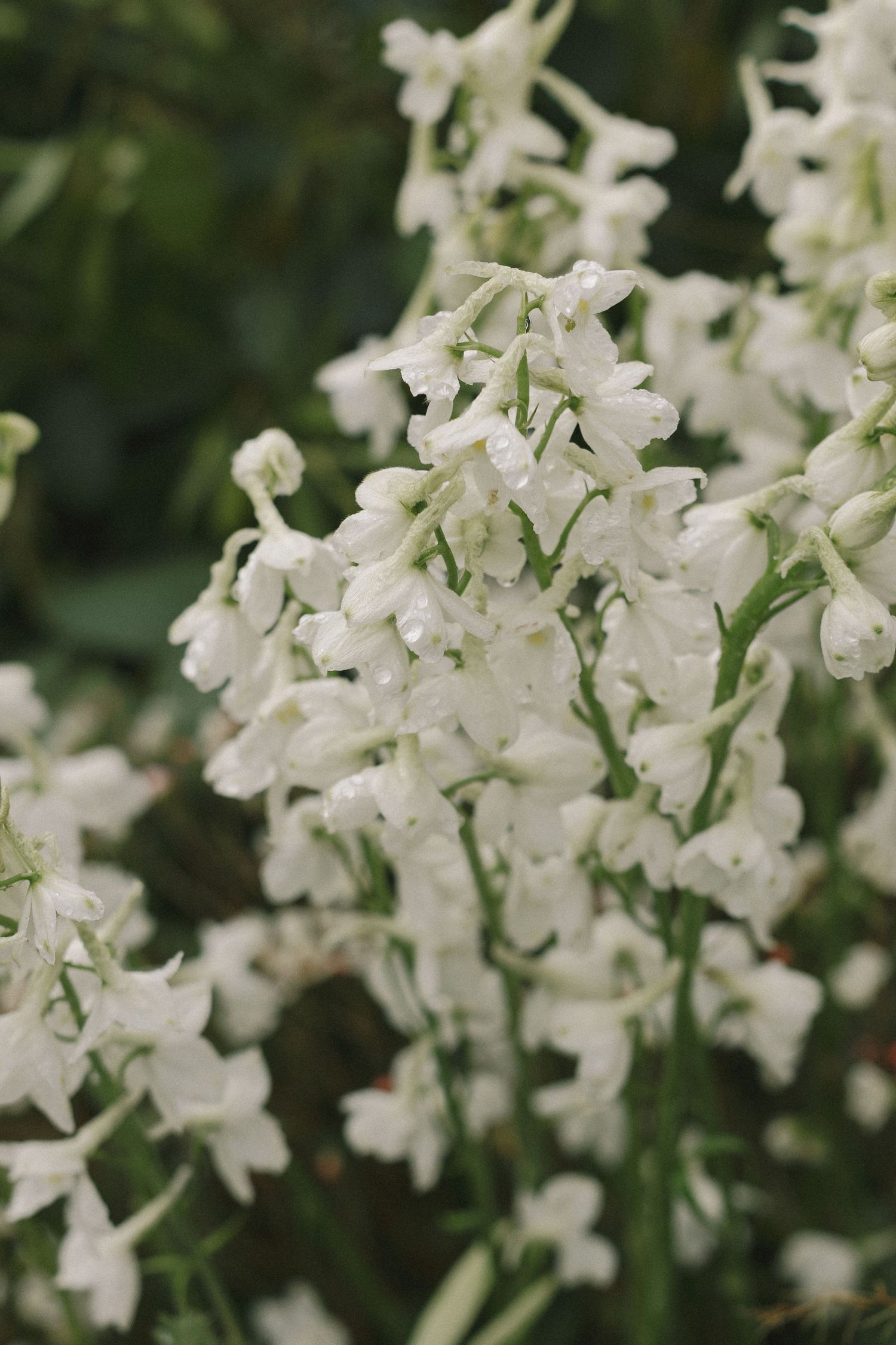Delicate white orchid blooms cluster together against a soft green background in a garden setting.
