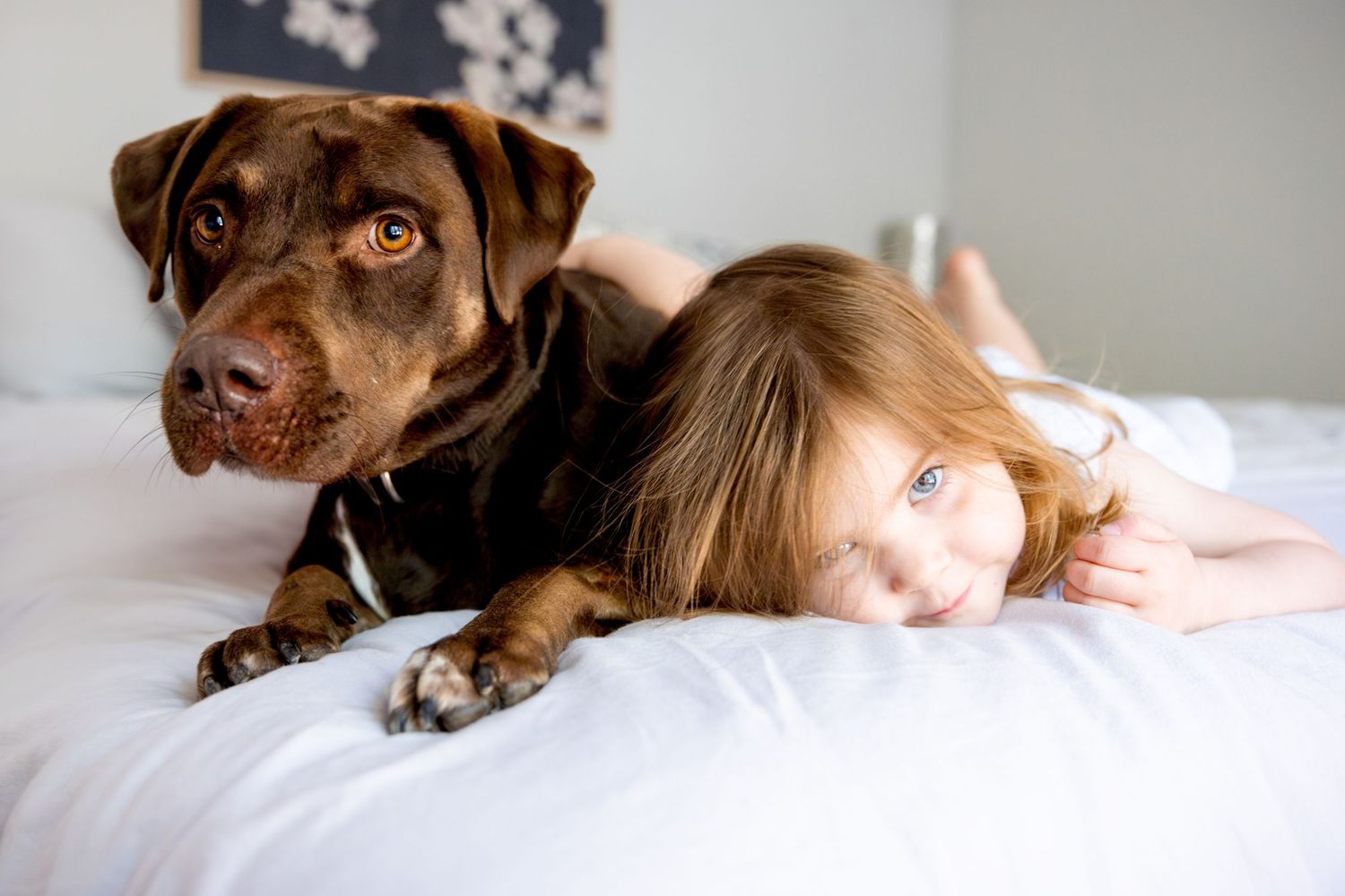 Chocolate lab and child resting together on white bedding.