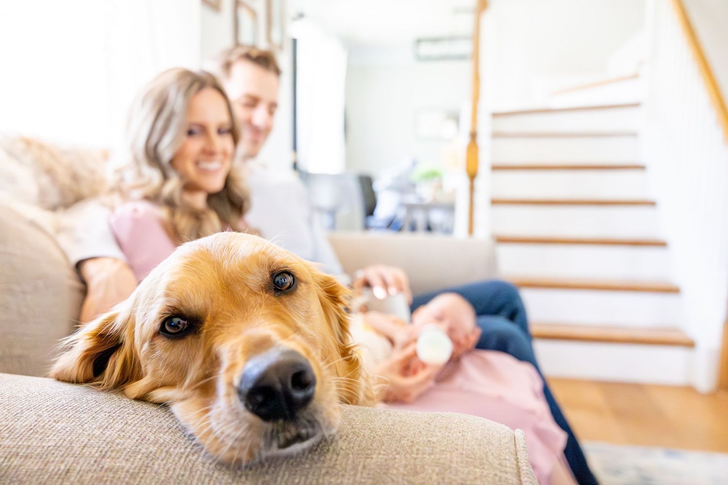 Golden retriever resting near staircase in bright sunny home.