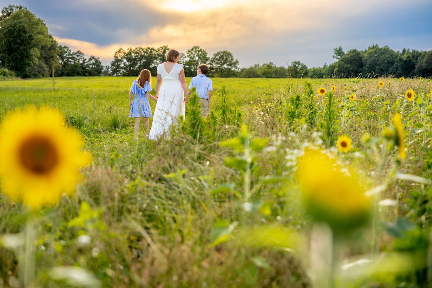 A family walking through a golden meadow with blooming sunflowers at sunset at Blue Hill Garden in Monroe, NC.