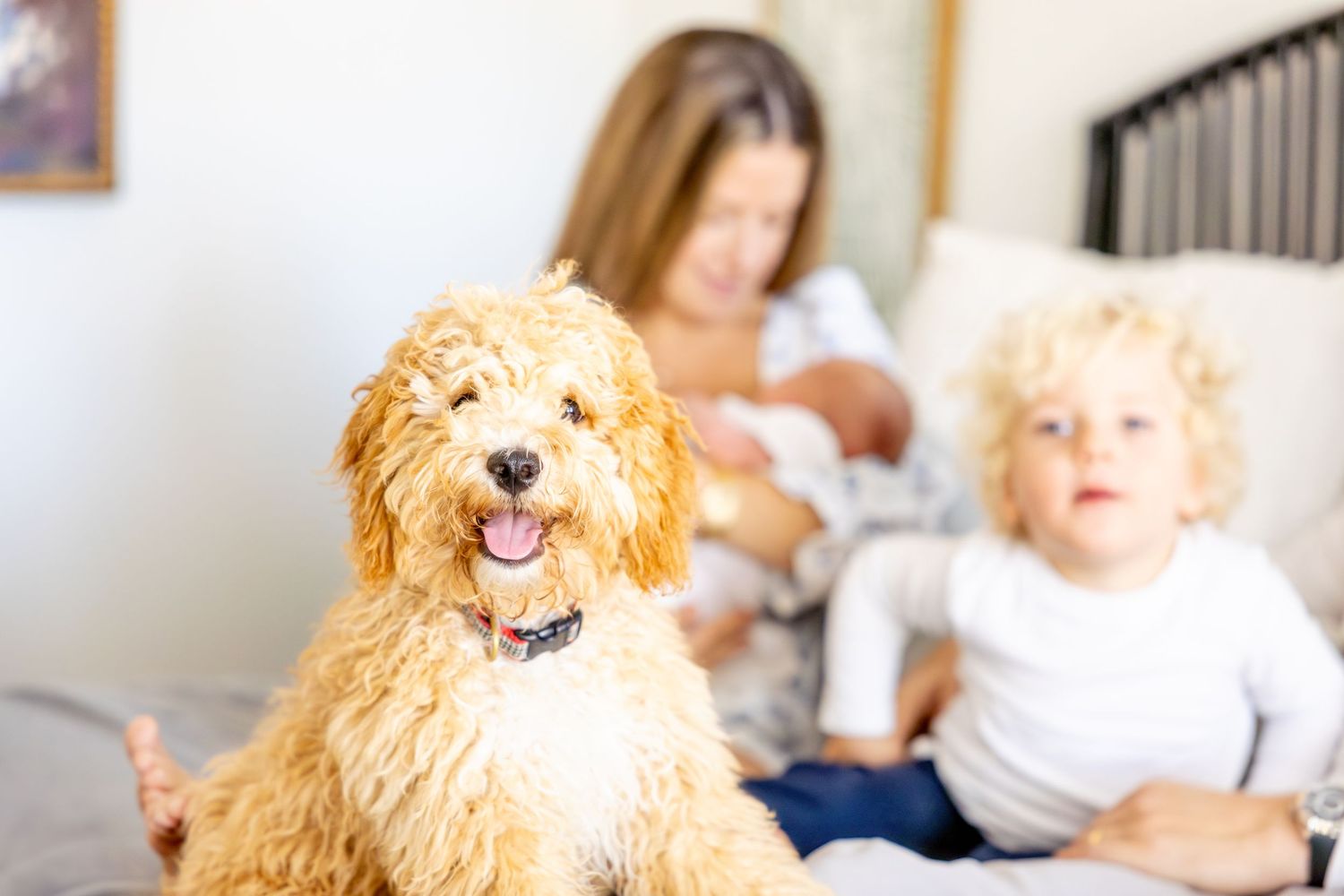 Happy goldendoodle dog with family on bed during quiet moment.