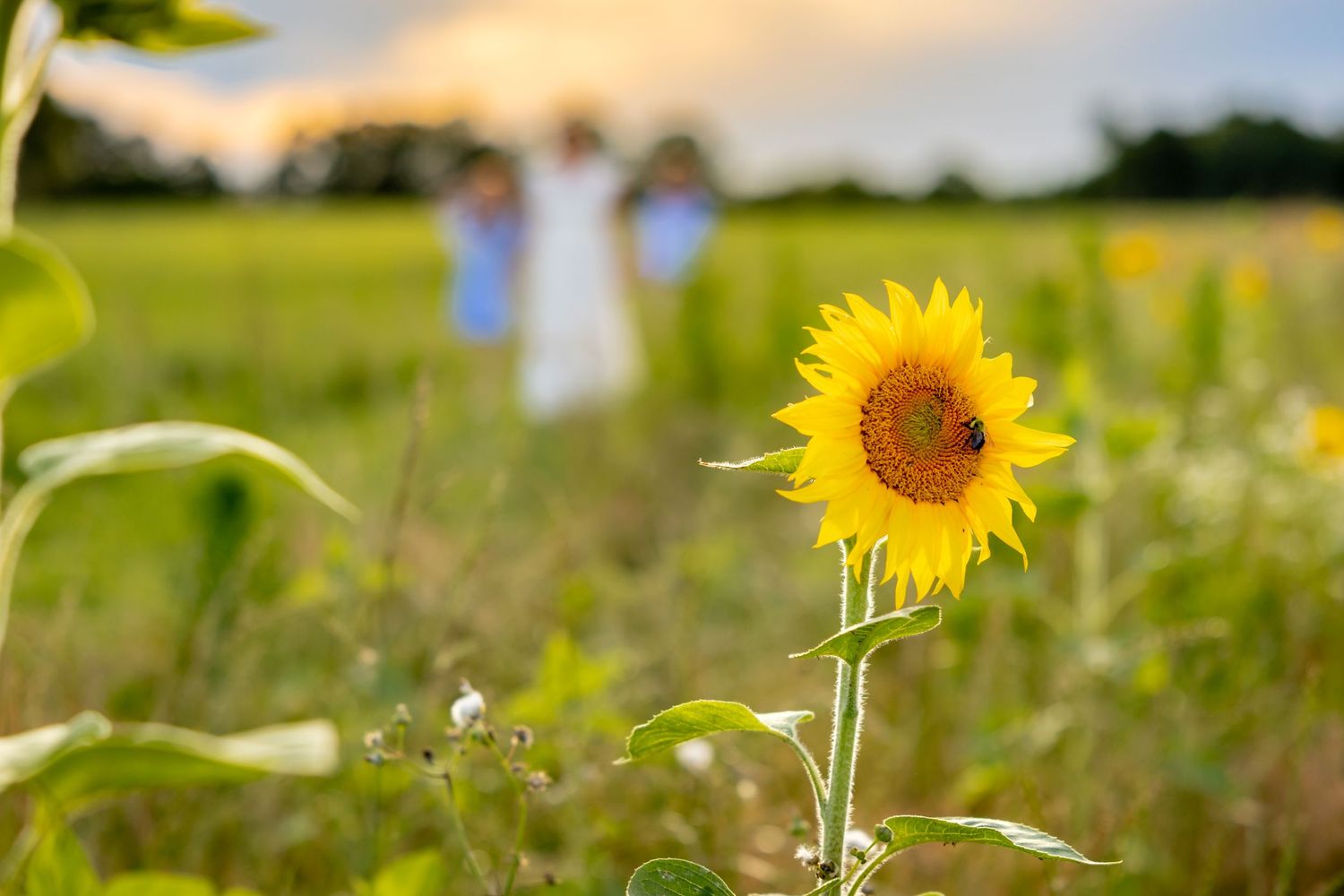 A bright sunflower in focus with blurred figures in a summer meadow background at Blue Hill Garden in Monroe, NC.