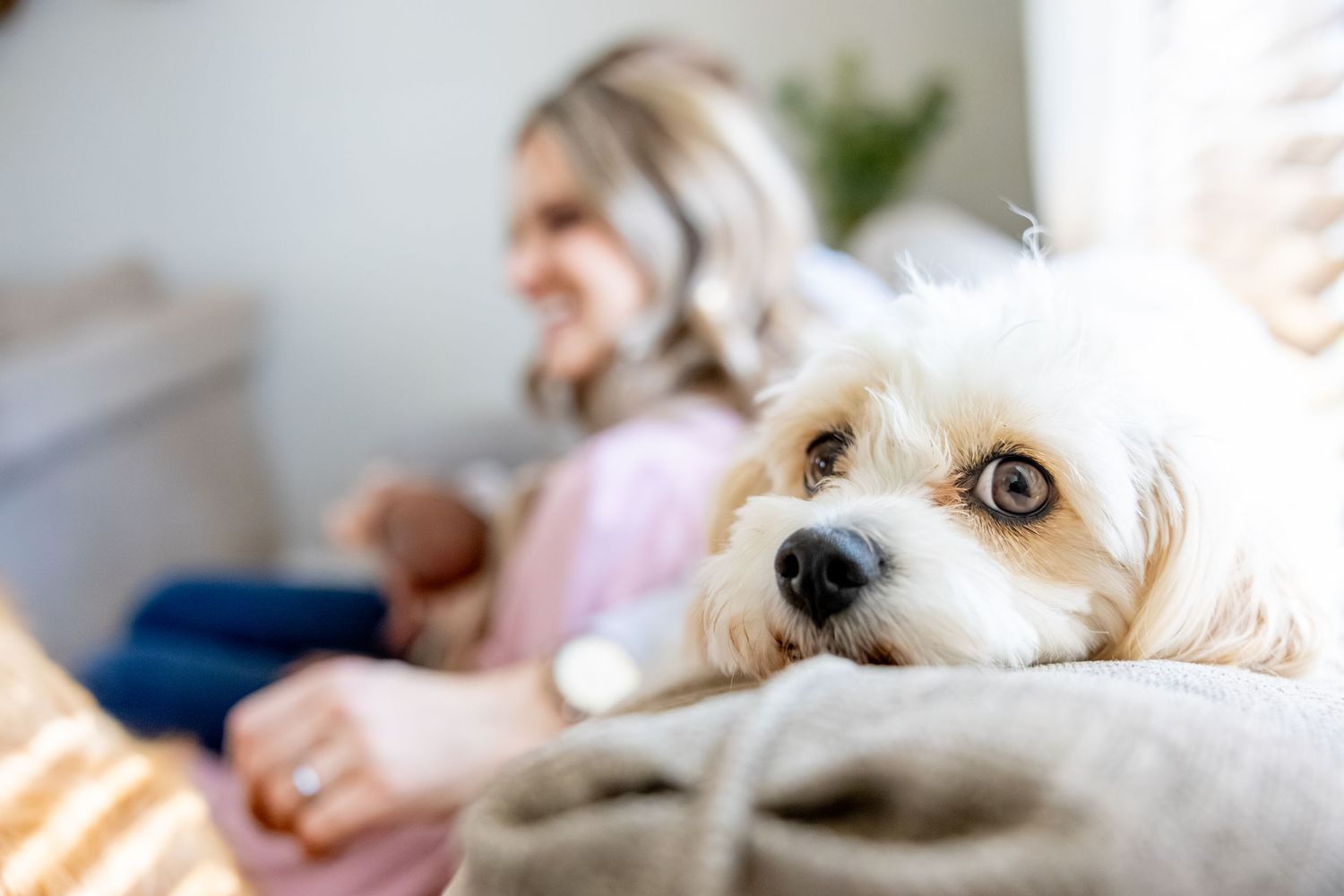 Close up of white fluffy dog resting on couch with family in background.