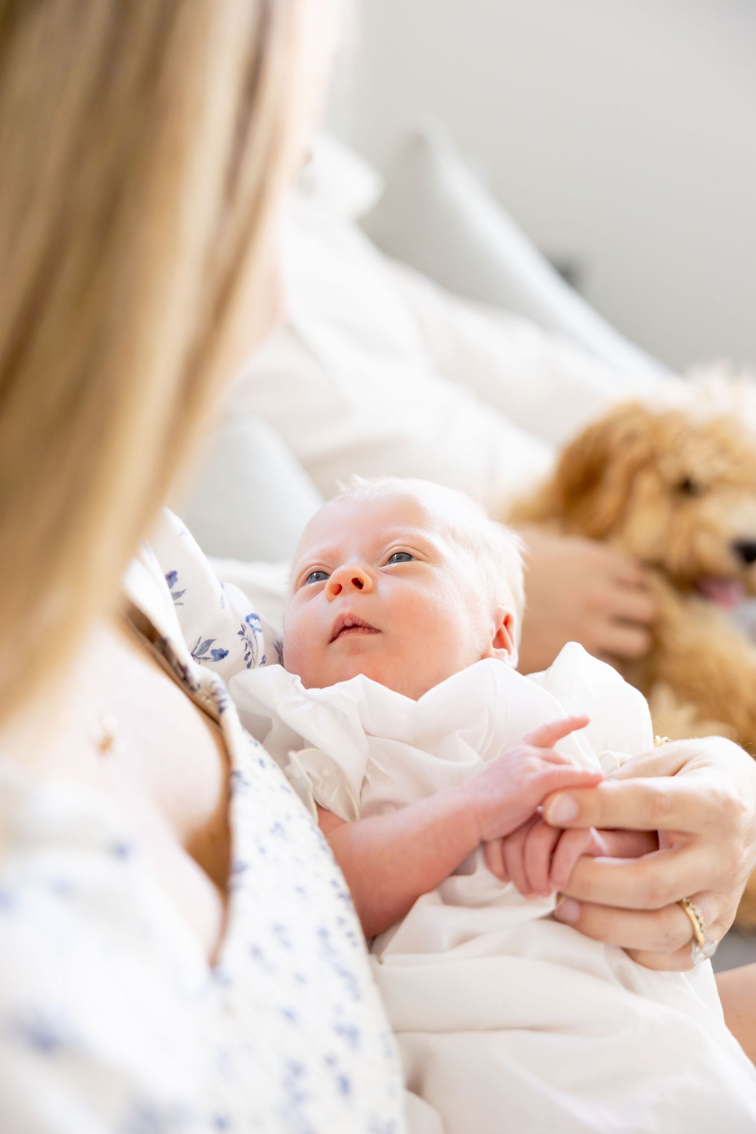 A newborn baby wrapped in white swaddle is held gently while a golden retriever watches in the background.