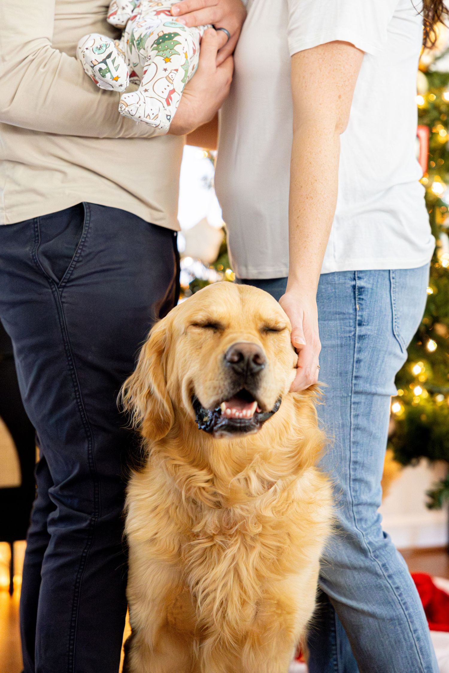 Happy golden retriever getting pets from owners while posing for holiday family photo.