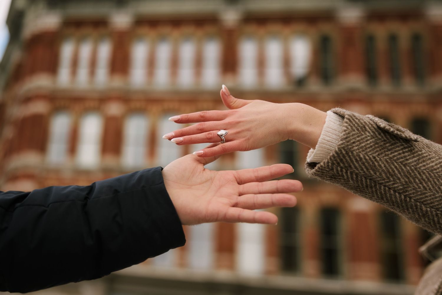 A series of hands reaching out and touching a hedgehog in sequential photos showing gentle interaction with the spiny animal.