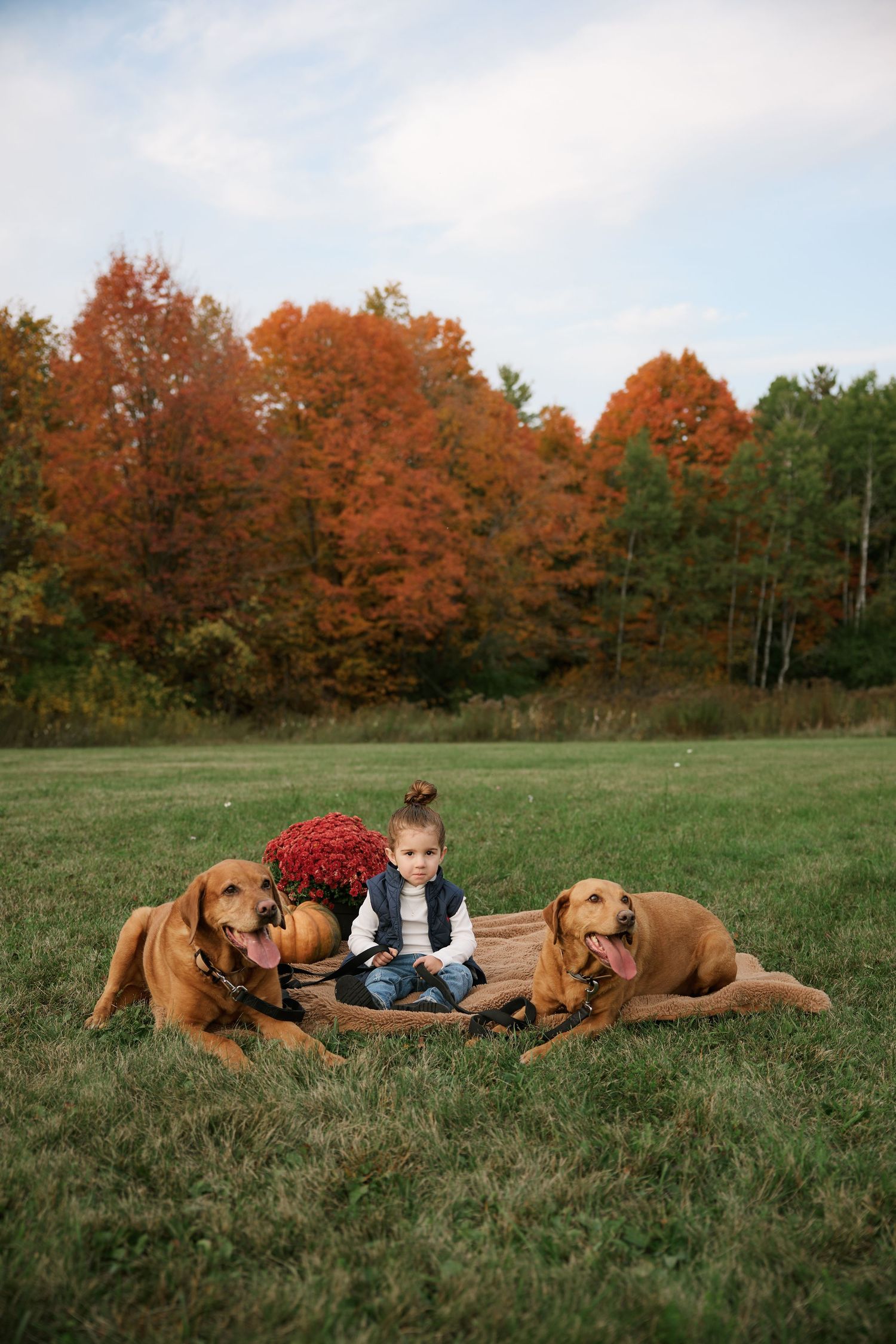 Three golden retrievers lounging in grass field during fall family photoshoot.