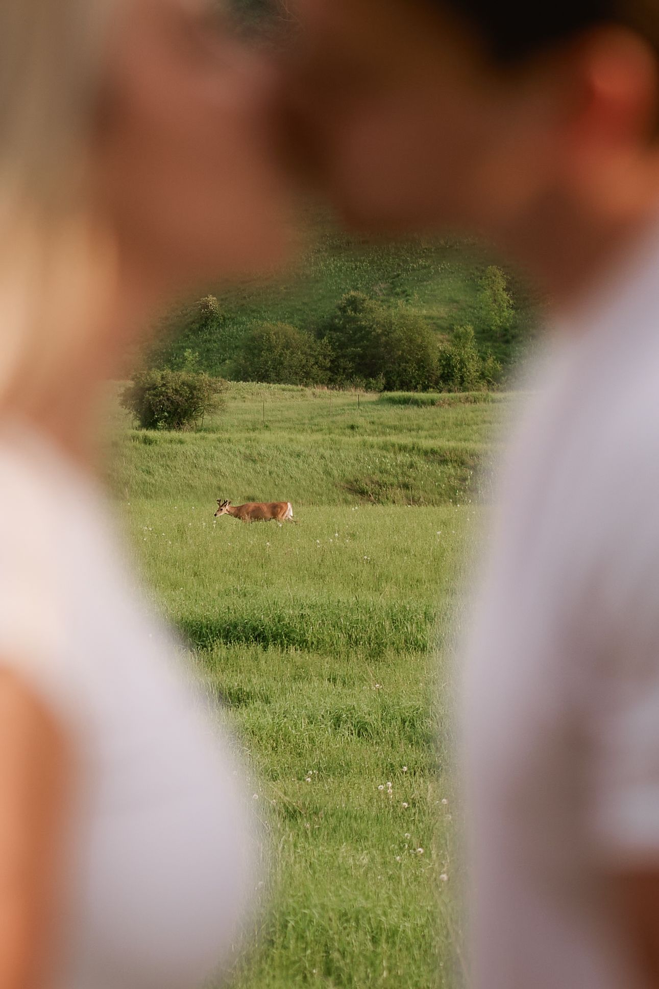Couple framing a green pastoral field with a cow resting in the distance, surrounded by lush trees.