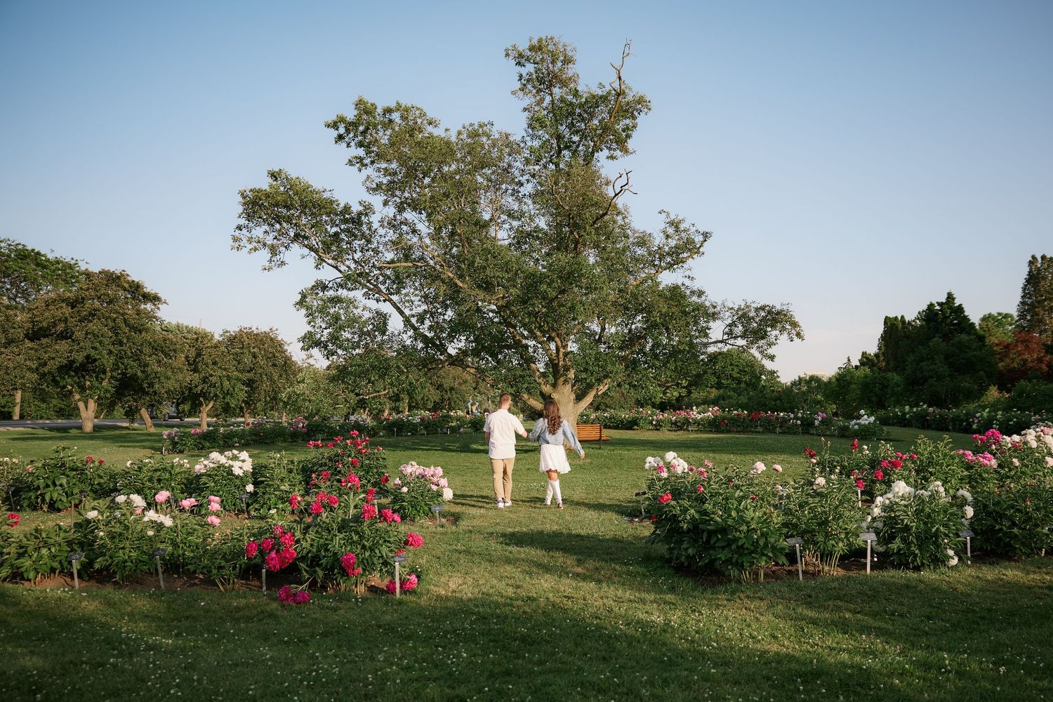 Couple holding hands in a lush rose garden park with colorful blooms and a large tree under clear blue sky.