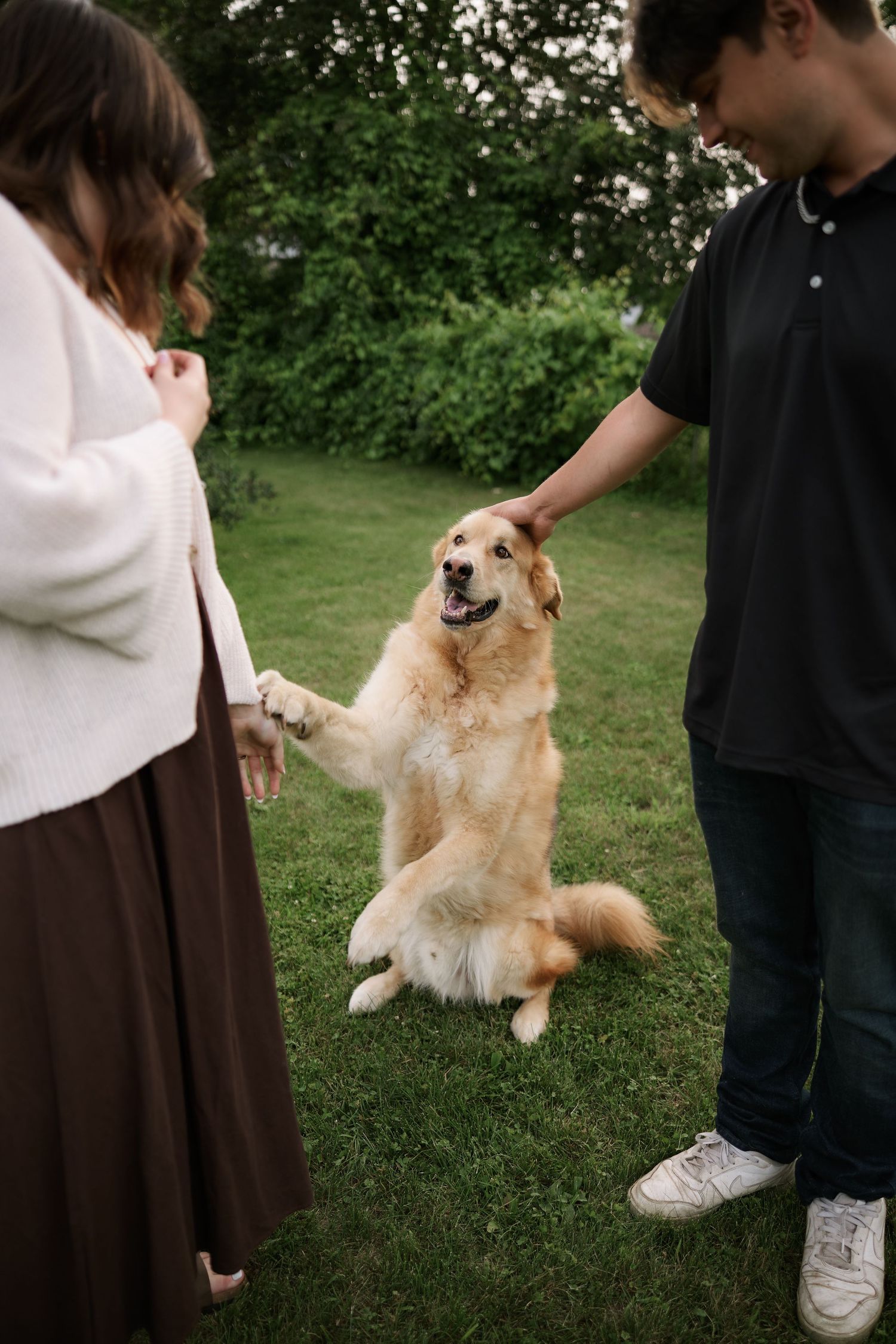 A happy golden retriever sits up on hind legs while being petted by a couple on a lush green lawn.