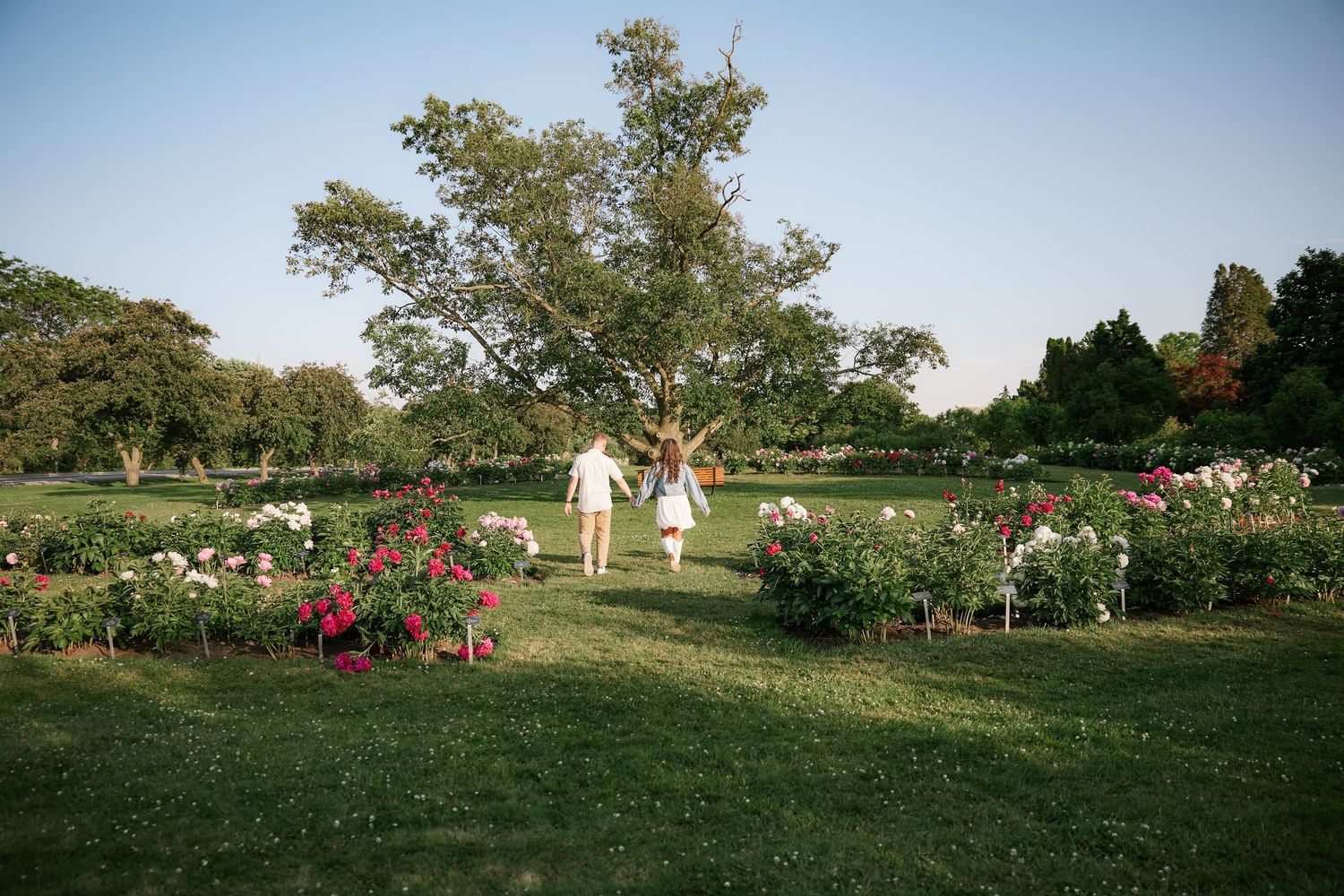 Two people stroll through a beautiful rose garden with tall trees on a sunny summer day.
