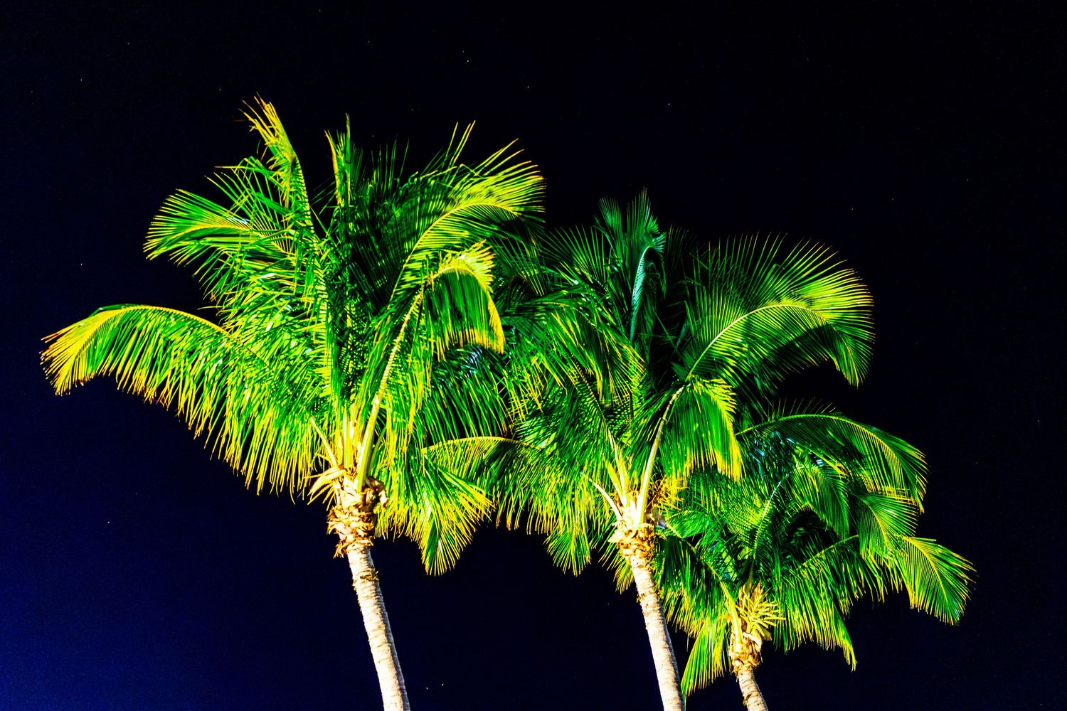 Three illuminated palm trees with bright green fronds against a dark night sky create a tropical ambiance.