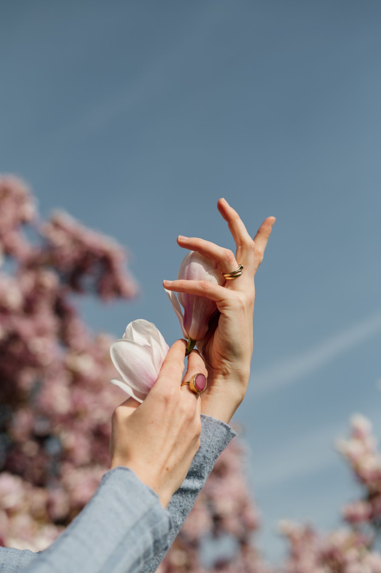 Hände vor Himmel und Magnolienbaum