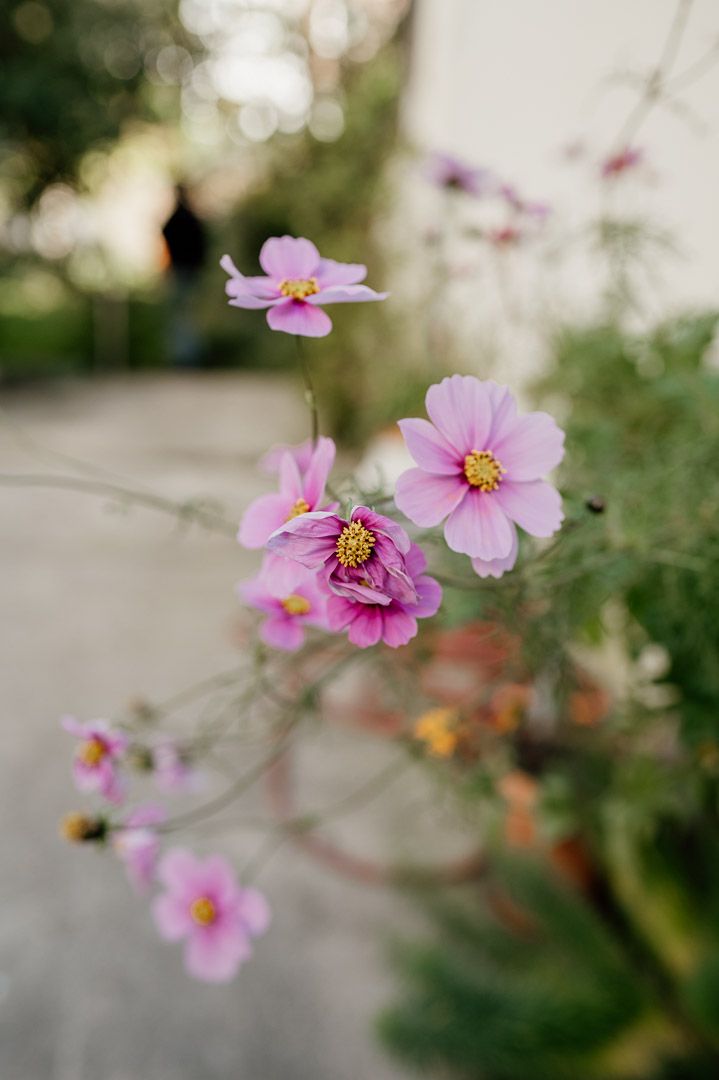 herbstliche Blumen in einem Hof