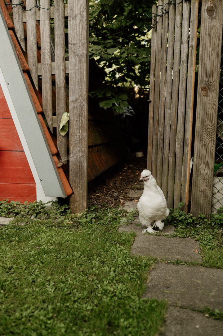 Huhn kommt aus einem Gartentor